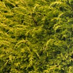 Coniferous Hedge green background