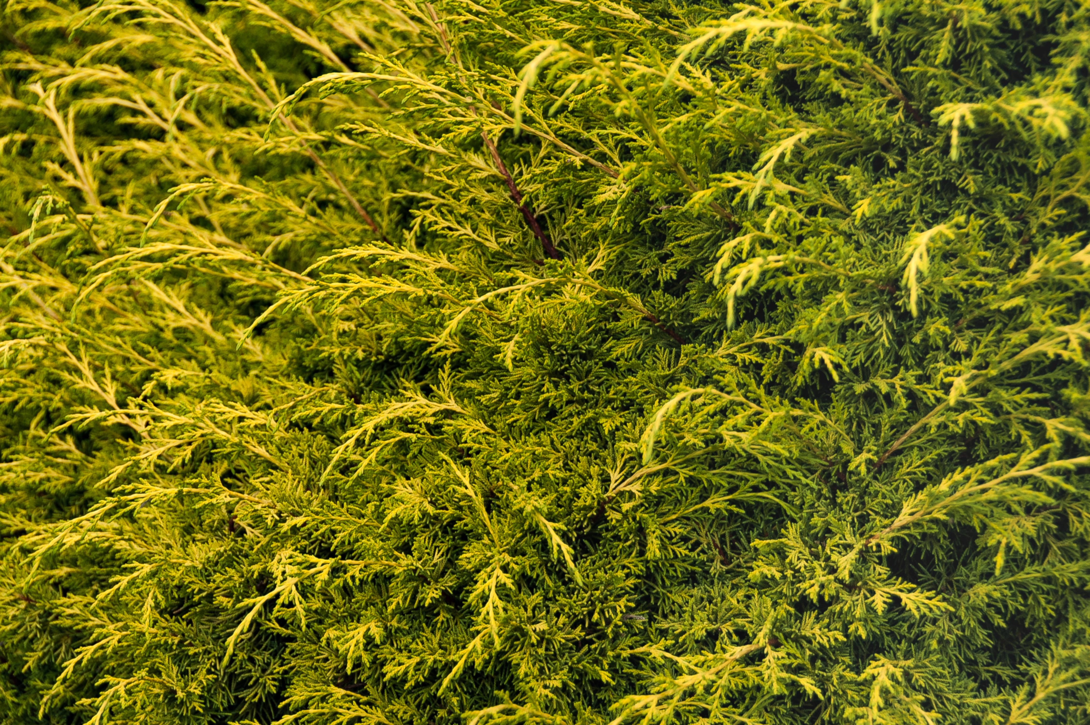 Coniferous hedge green background