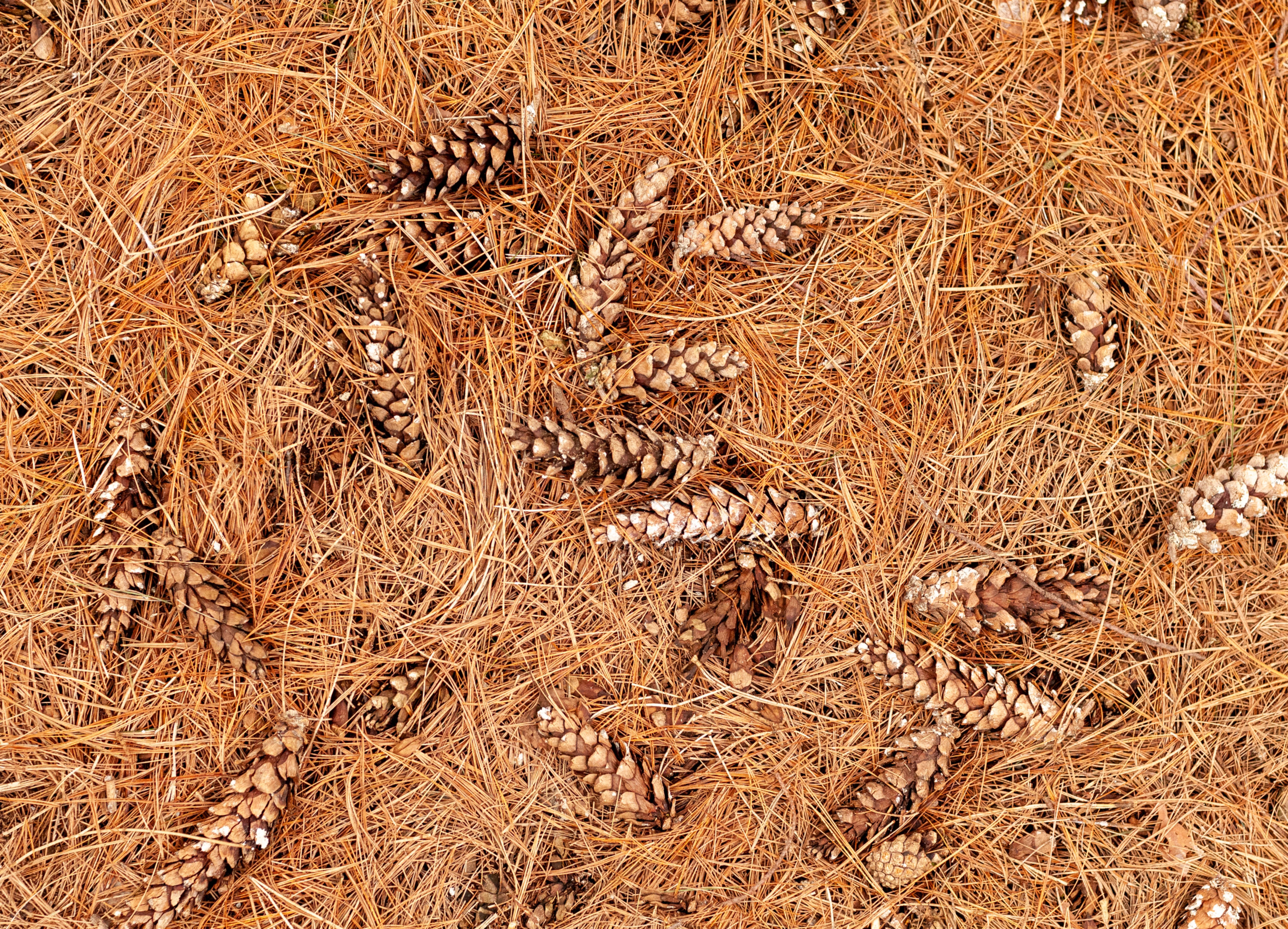Dried Pine Tree Needles and Pine Cones