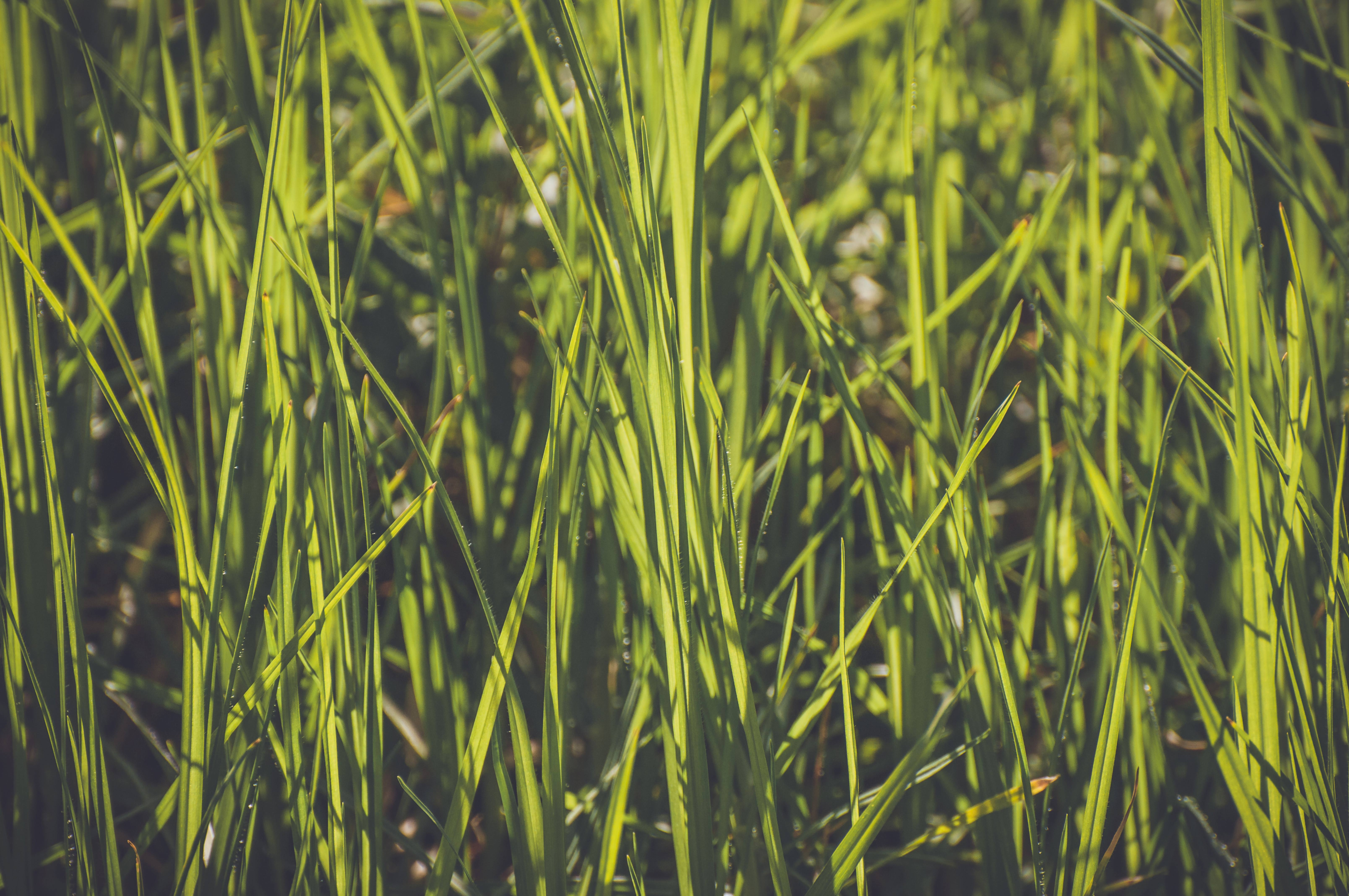 Green large grass background