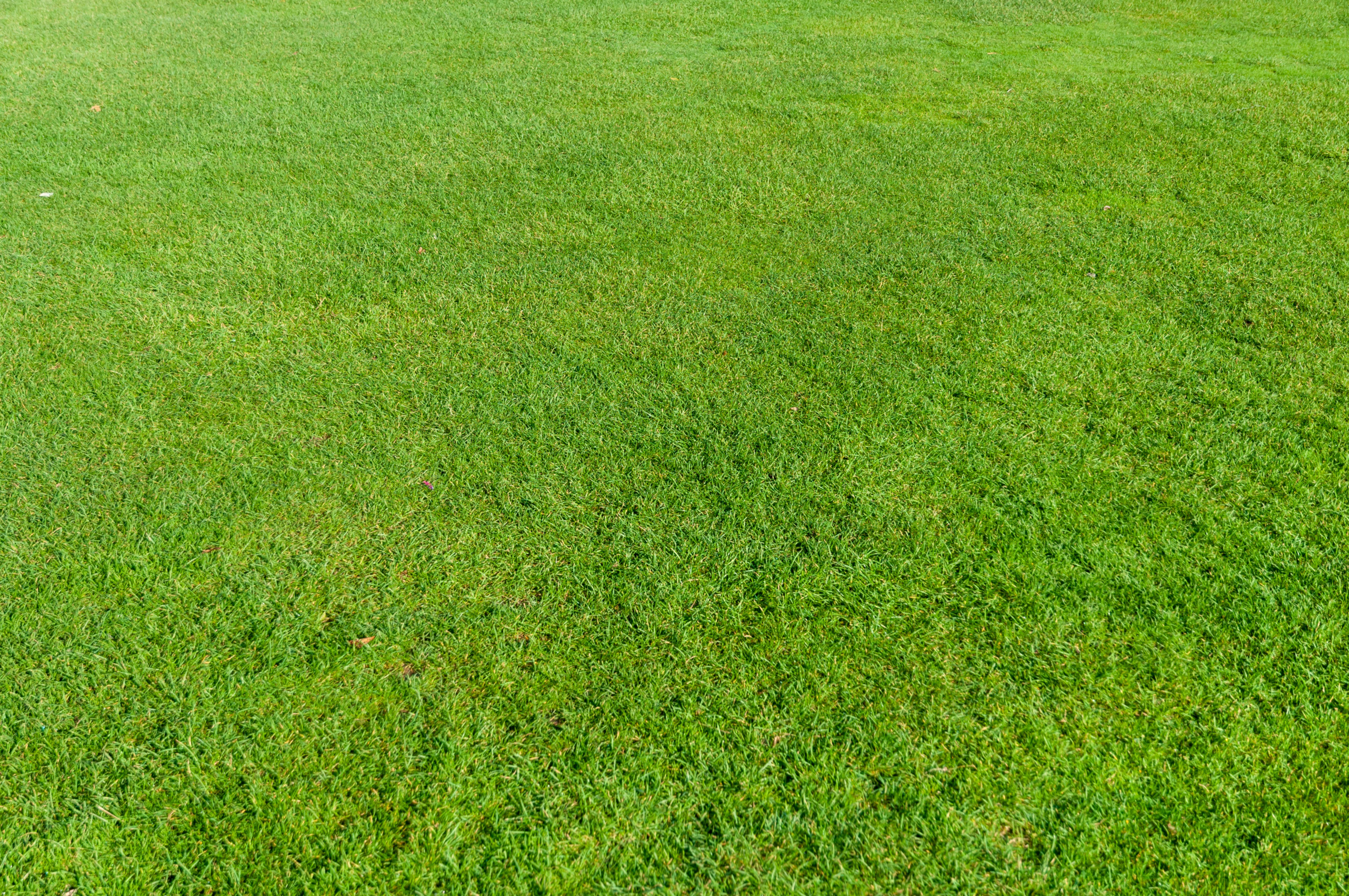 Green lawn grass field background photo