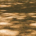 Ground trees shadow Central Park NY