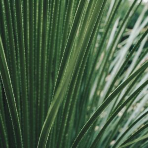 Large Cactus Leaves