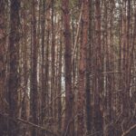 Looking Through the Forest Trees