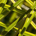 Palmtree Leaves Texture Pattern