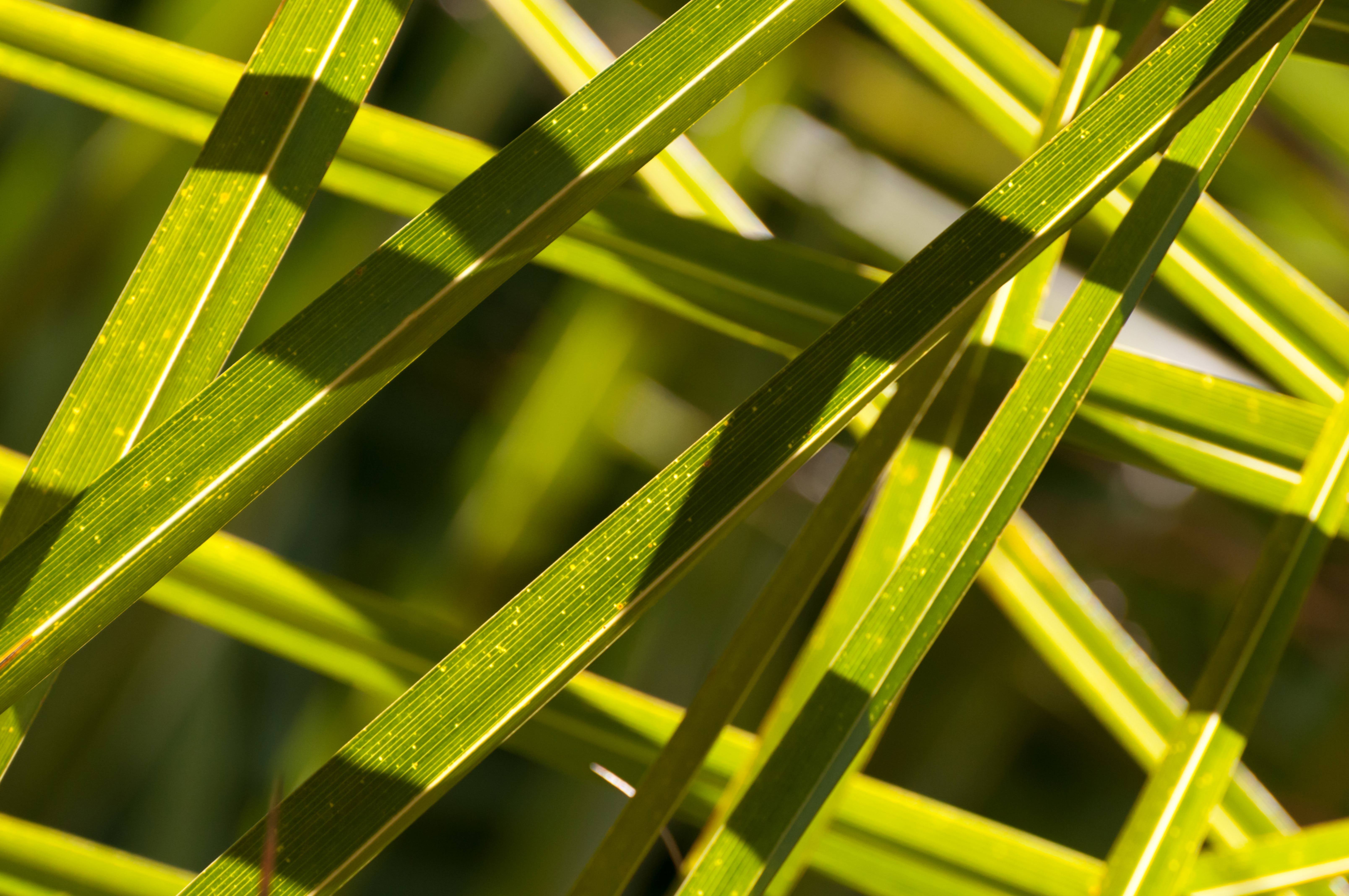 Palmtree Leaves Texture Pattern