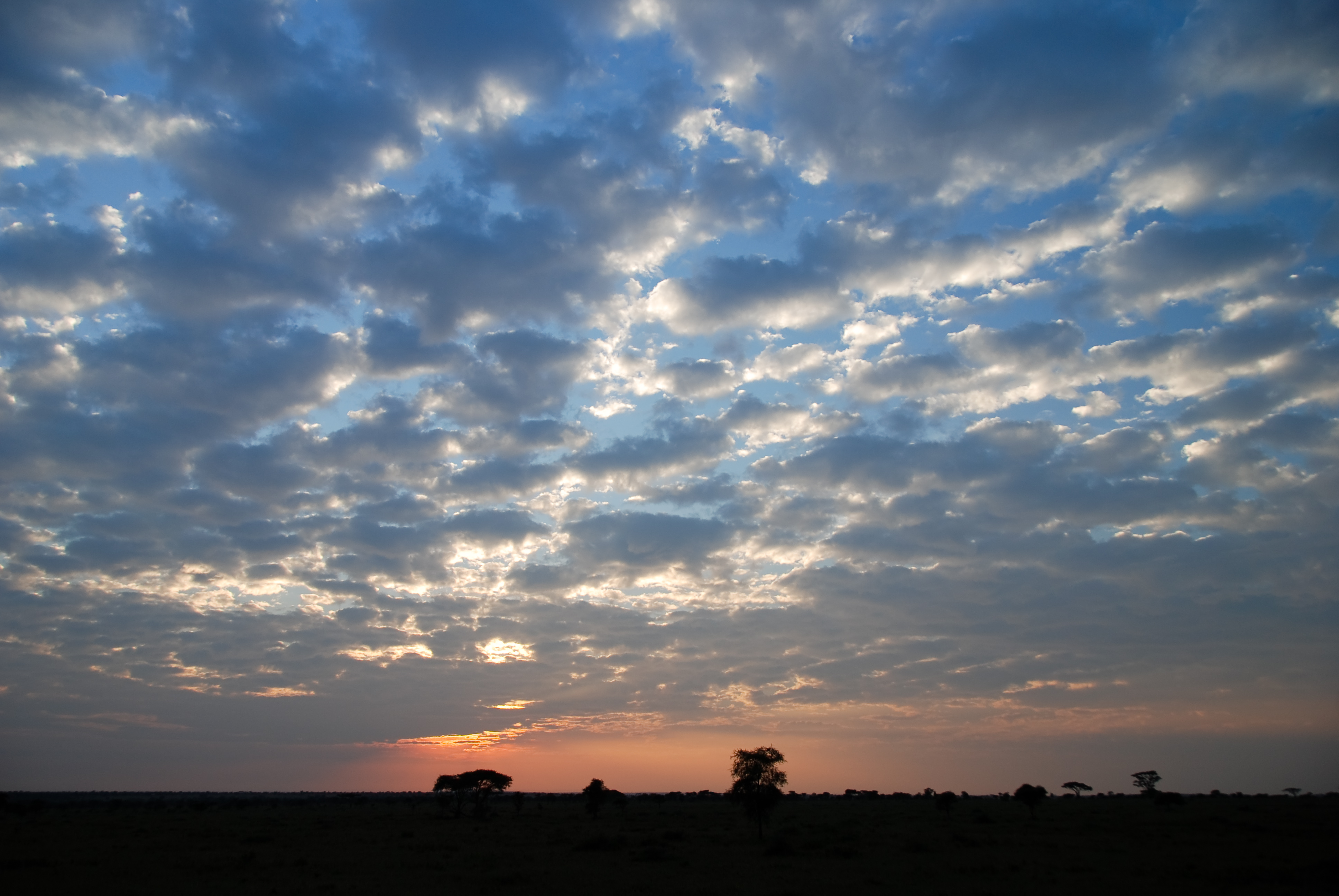 Serengeti blue low-level cloudy sunrise sky