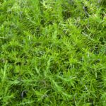 Green Leaves Wall Background Texture