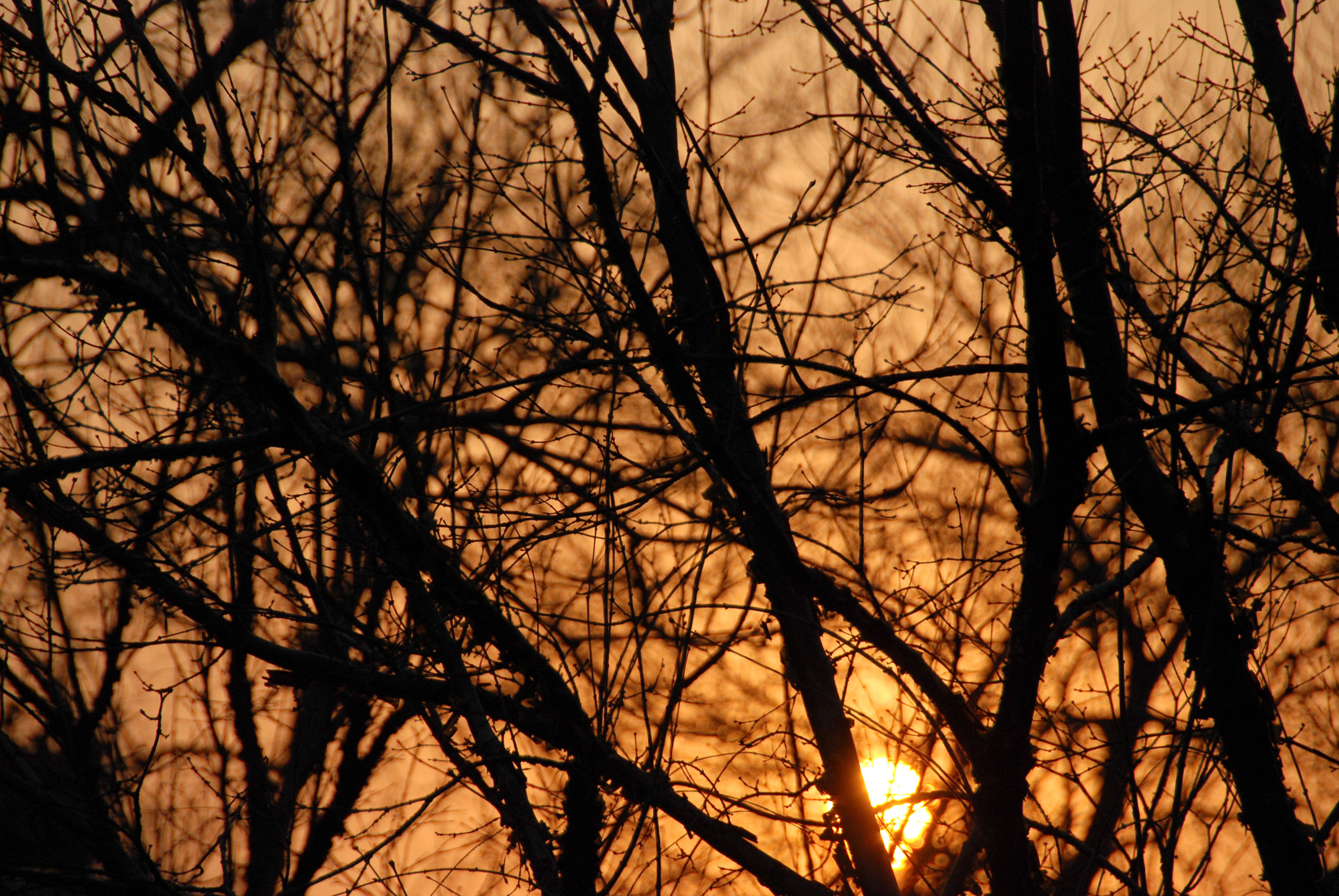 Chinese Trees Evening Sunset