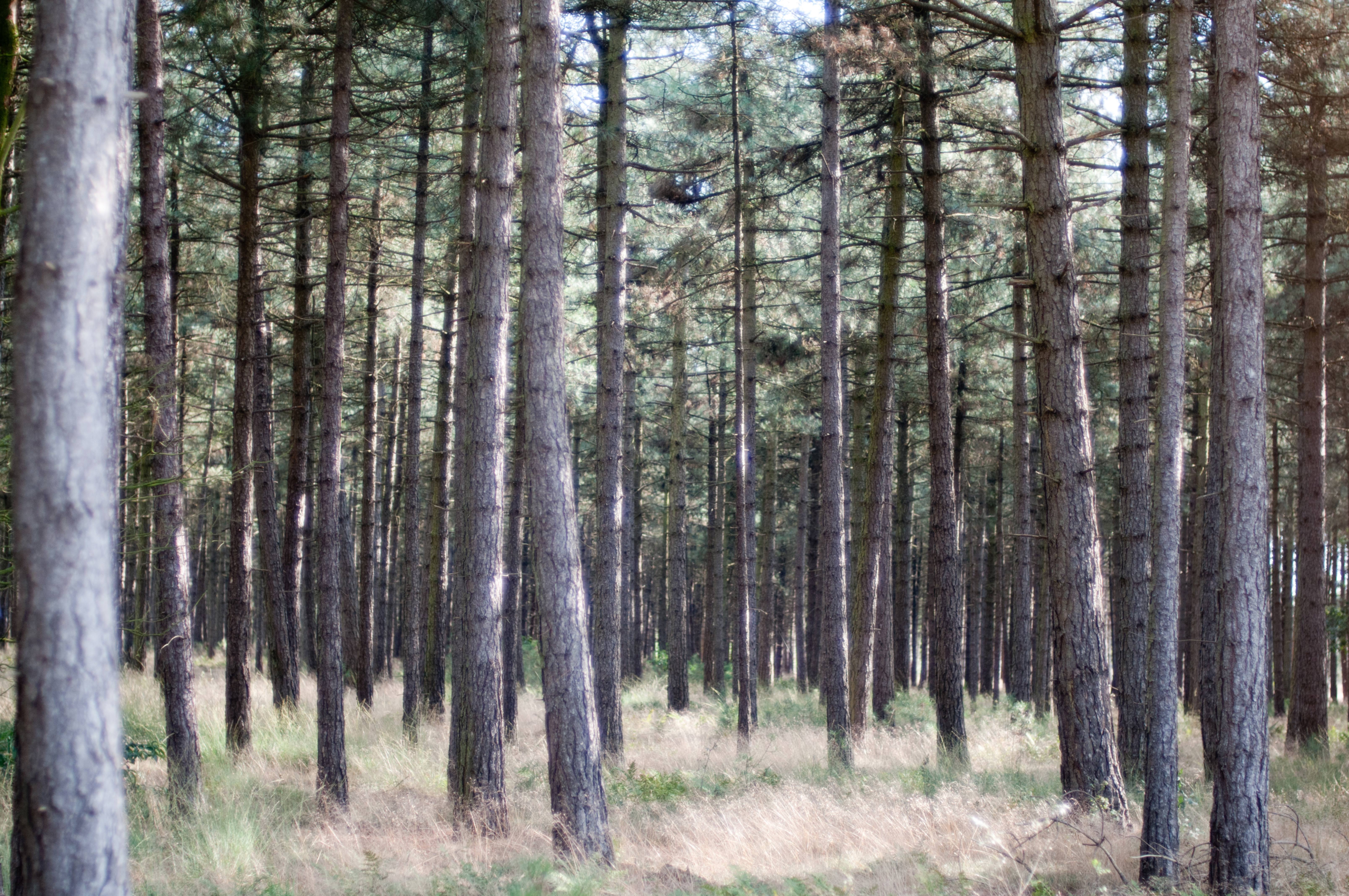 Forrest Tree Trunks Pattern