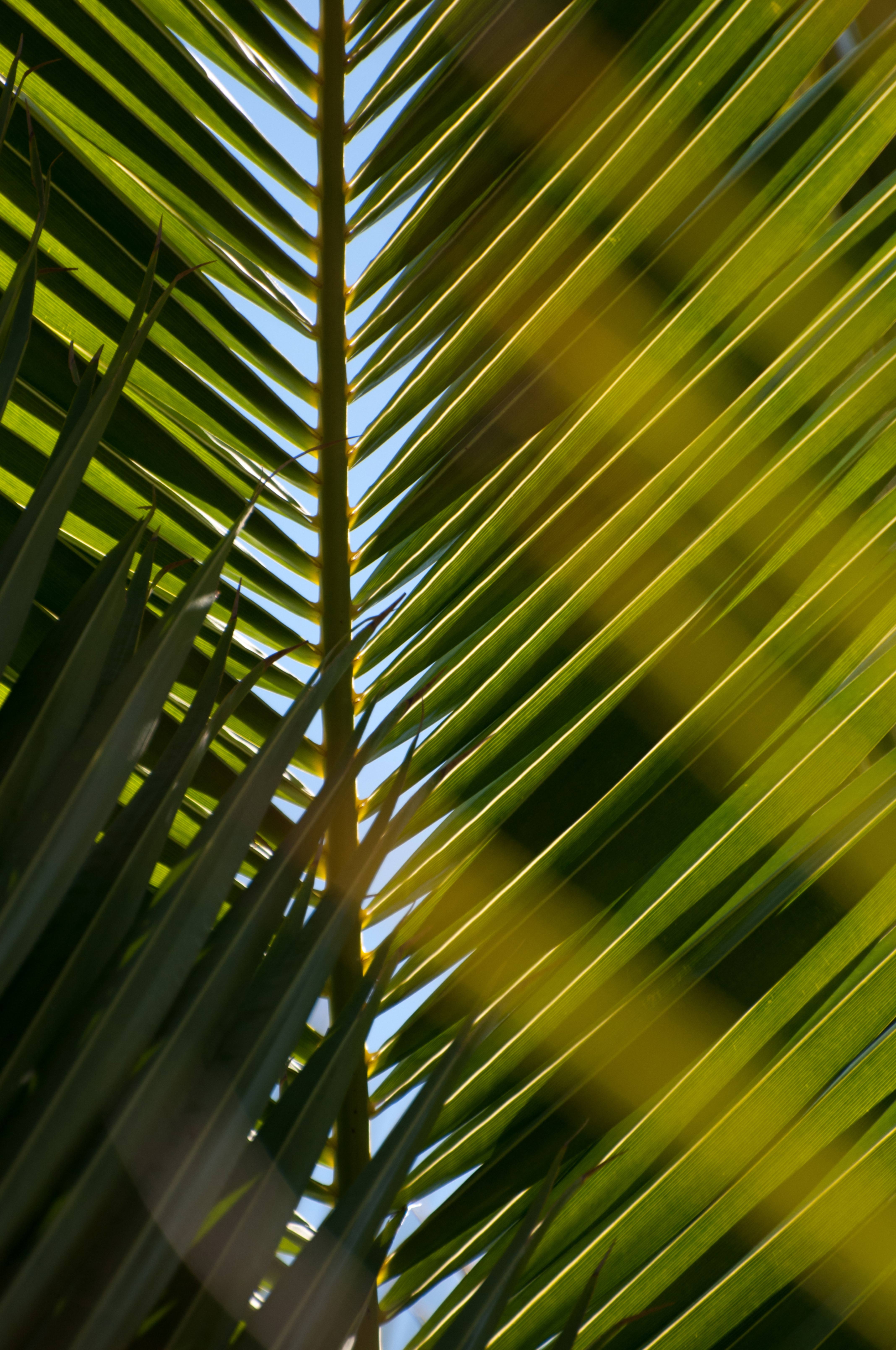 Palmtree Leaves