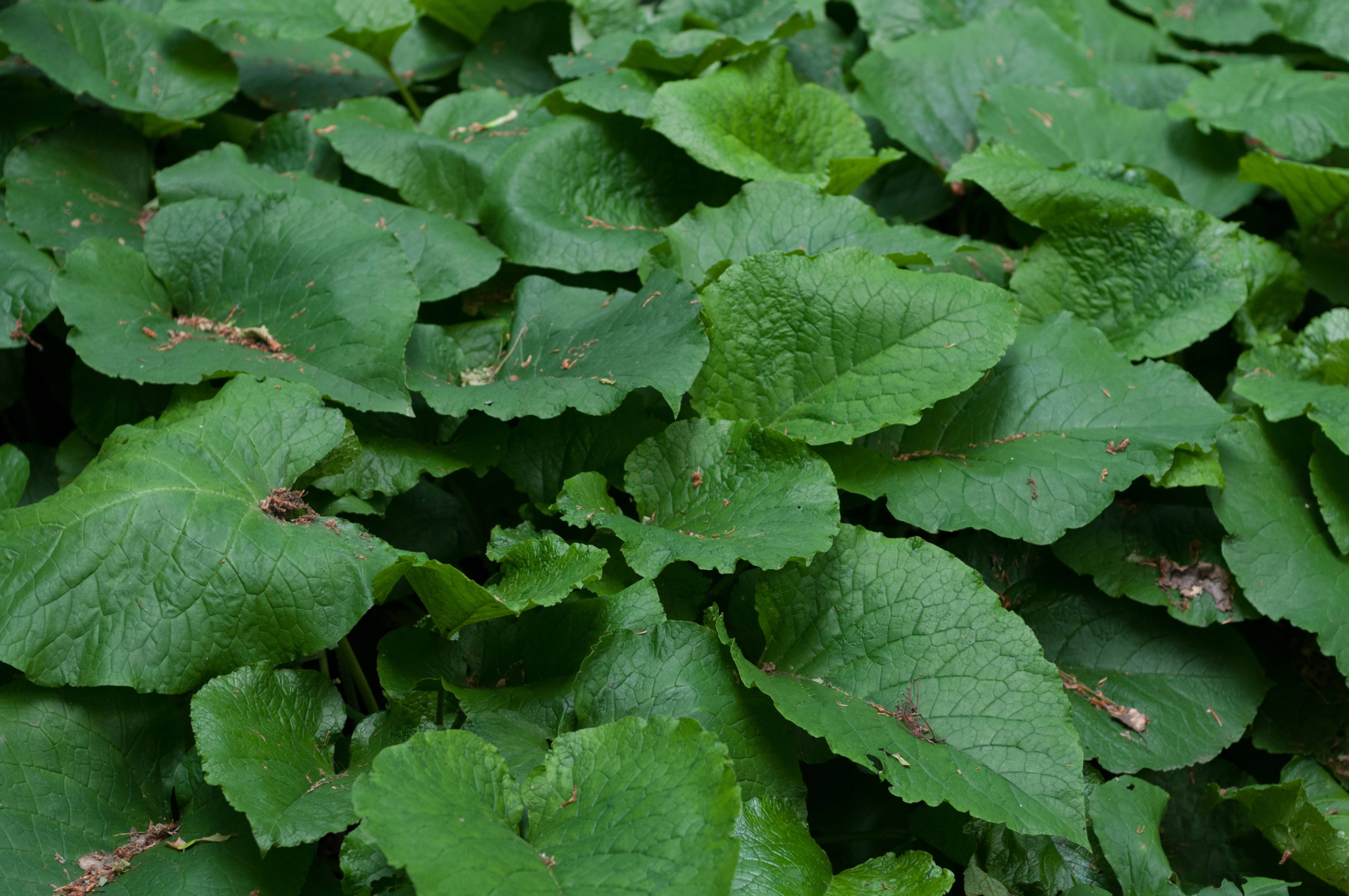 Big green leafs pattern