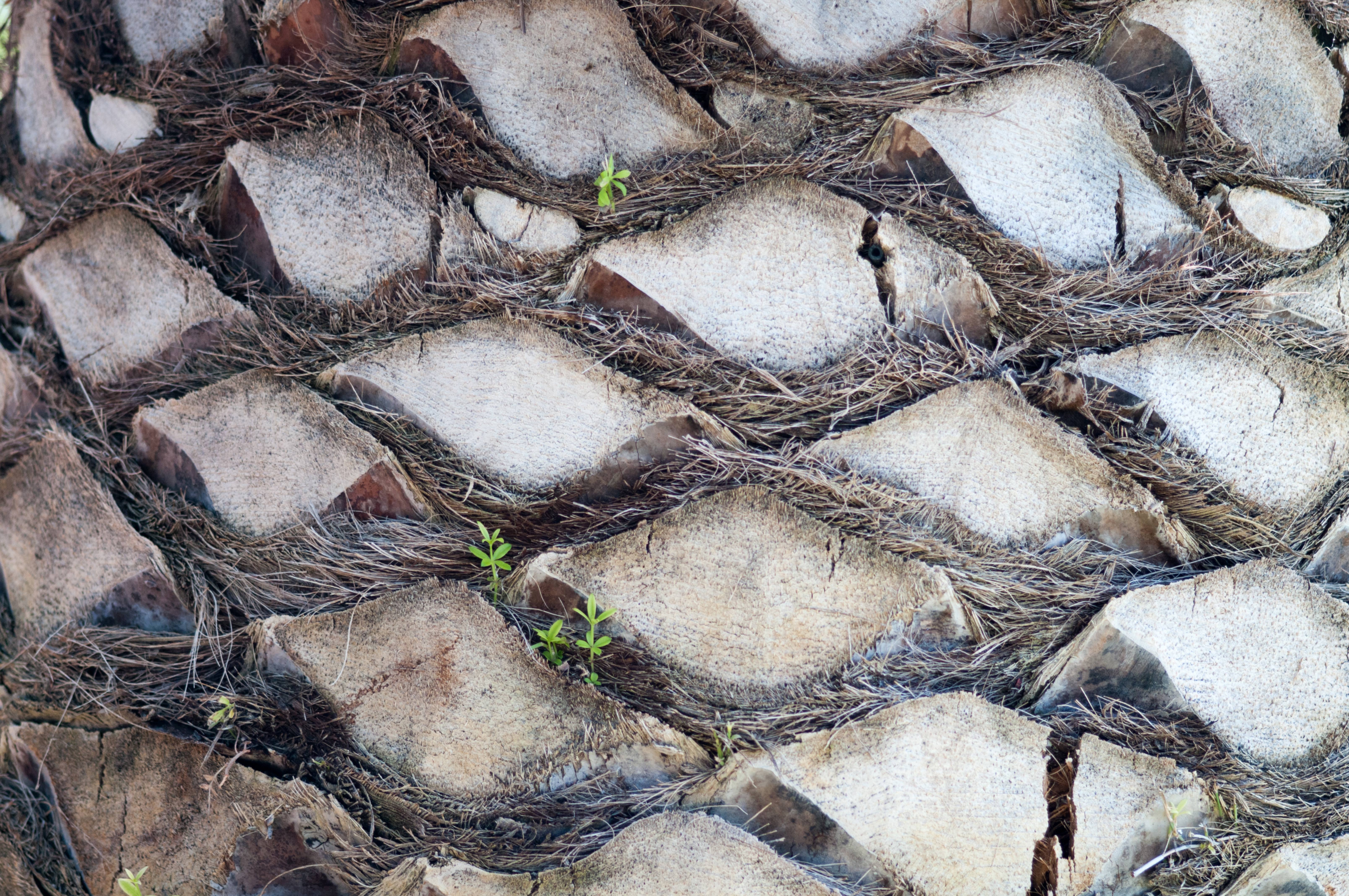 Tiles from a Palm Tree Trunk