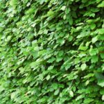 Large Natural Green Hedge