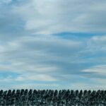 Clouds and Line of Trees