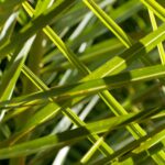 Tropical Leaves background