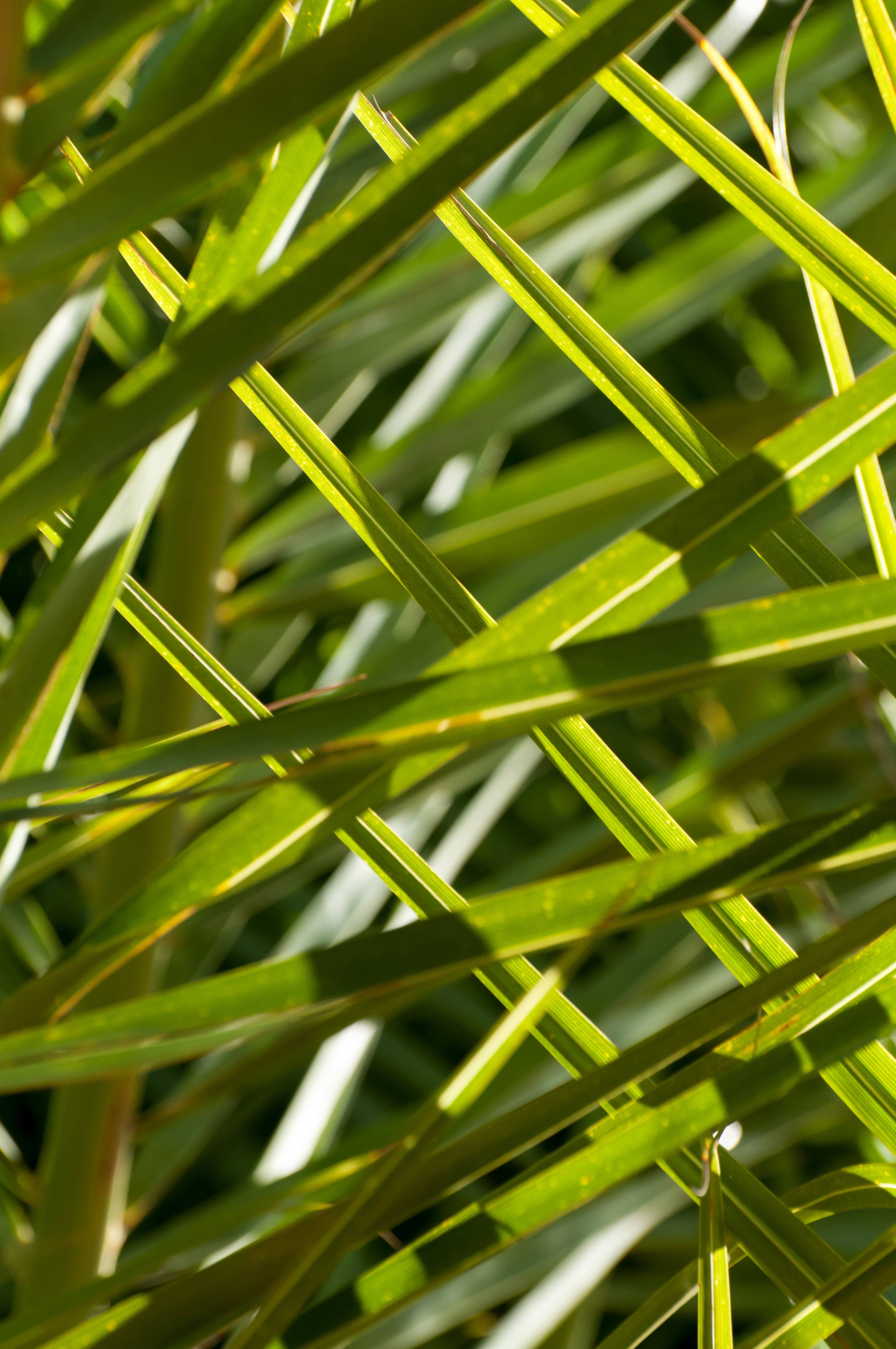 Tropical Leaves background