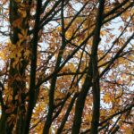 Beech Trees Branches and Leaves Pattern