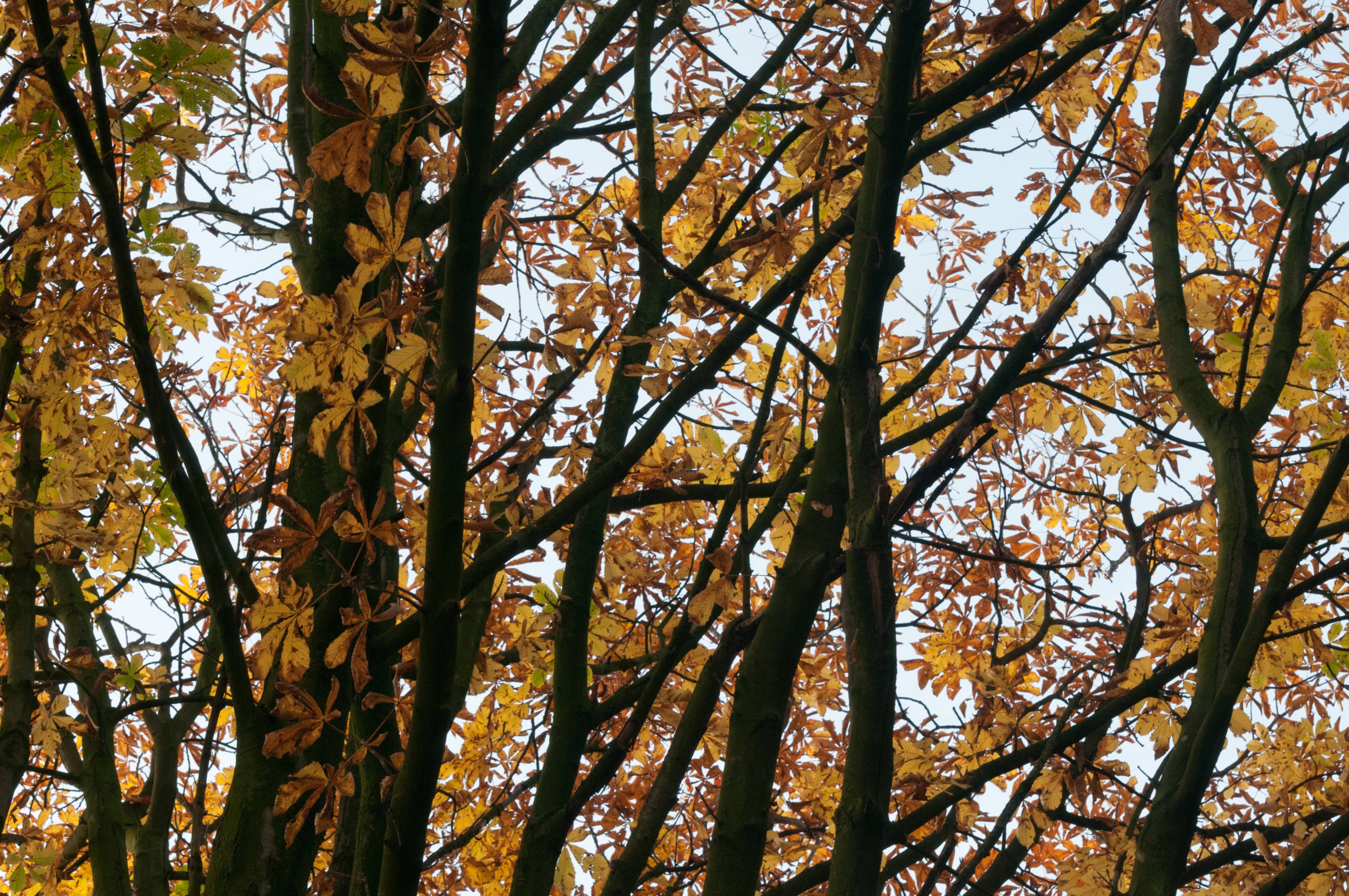 Beech Trees Branches and Leaves Pattern