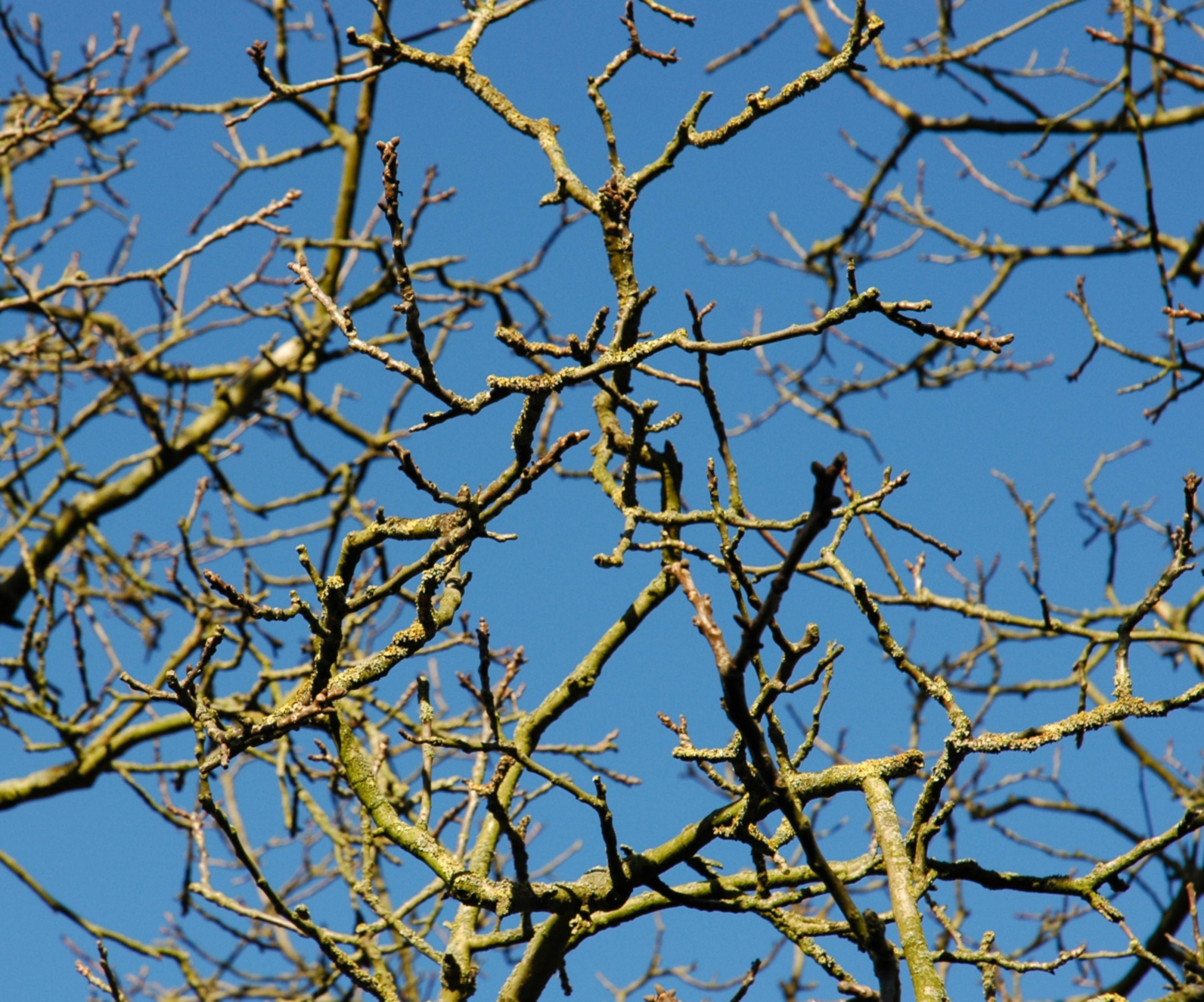 Bare Tree Branches