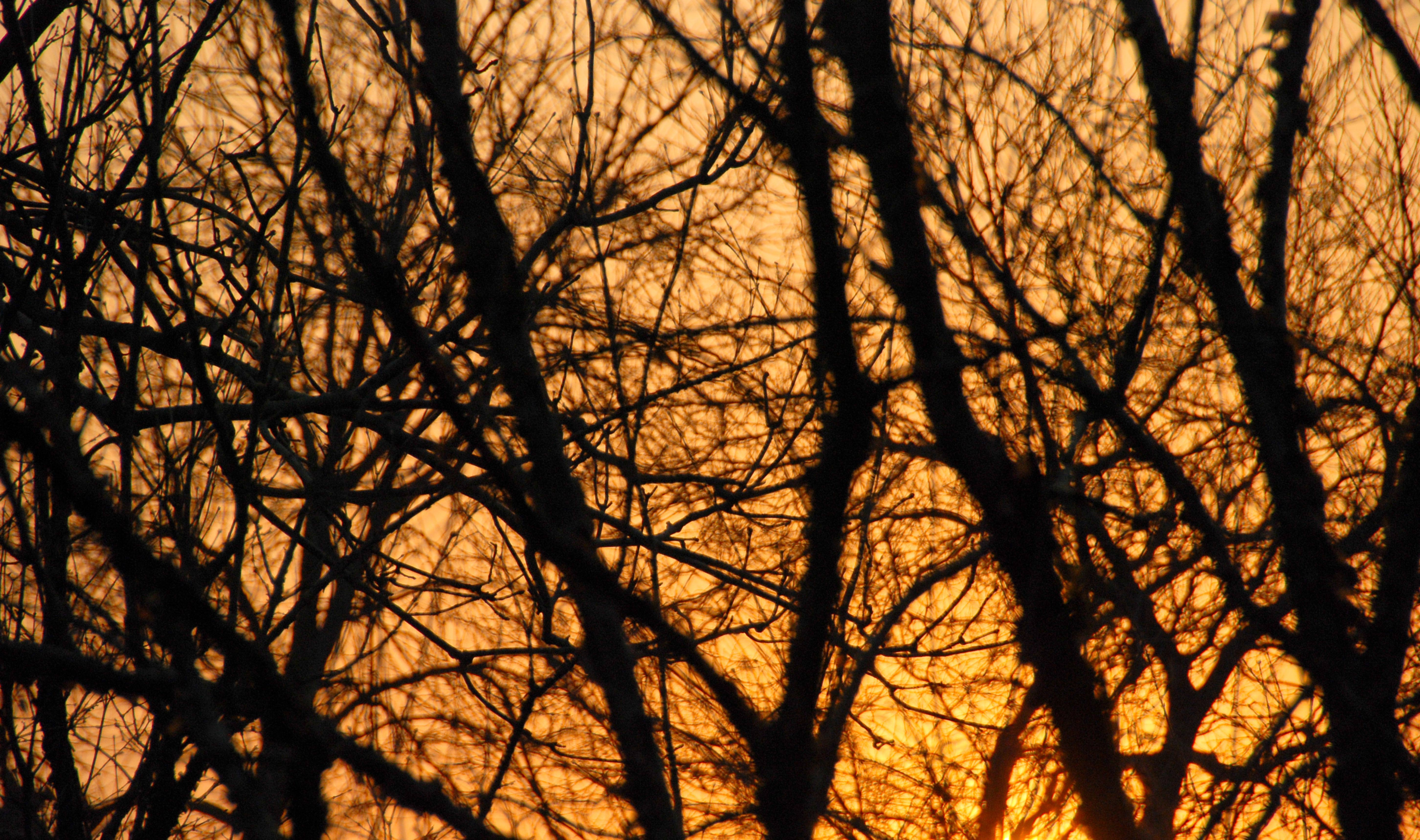 Sunset Trees