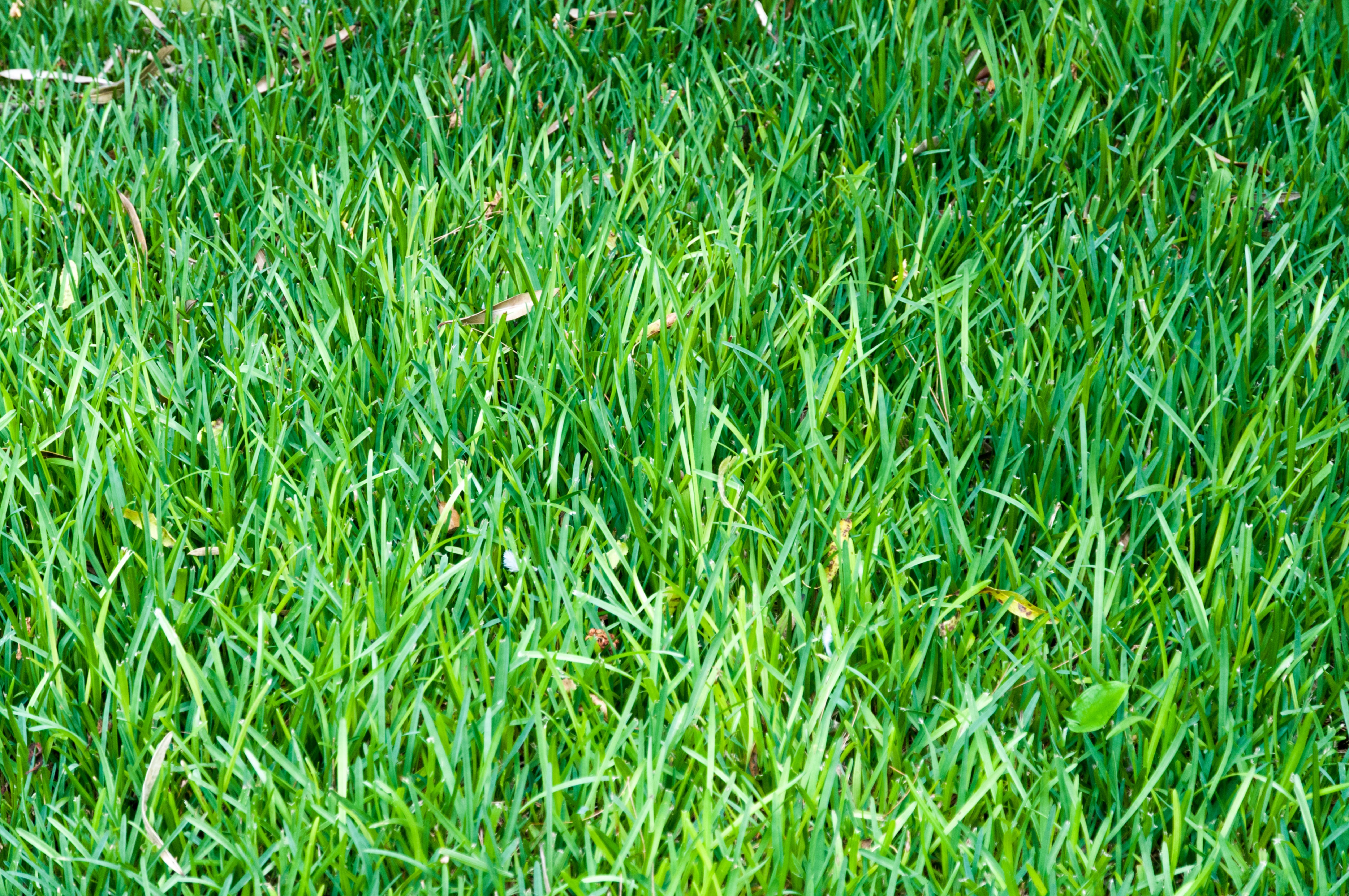 Grass field close-up background
