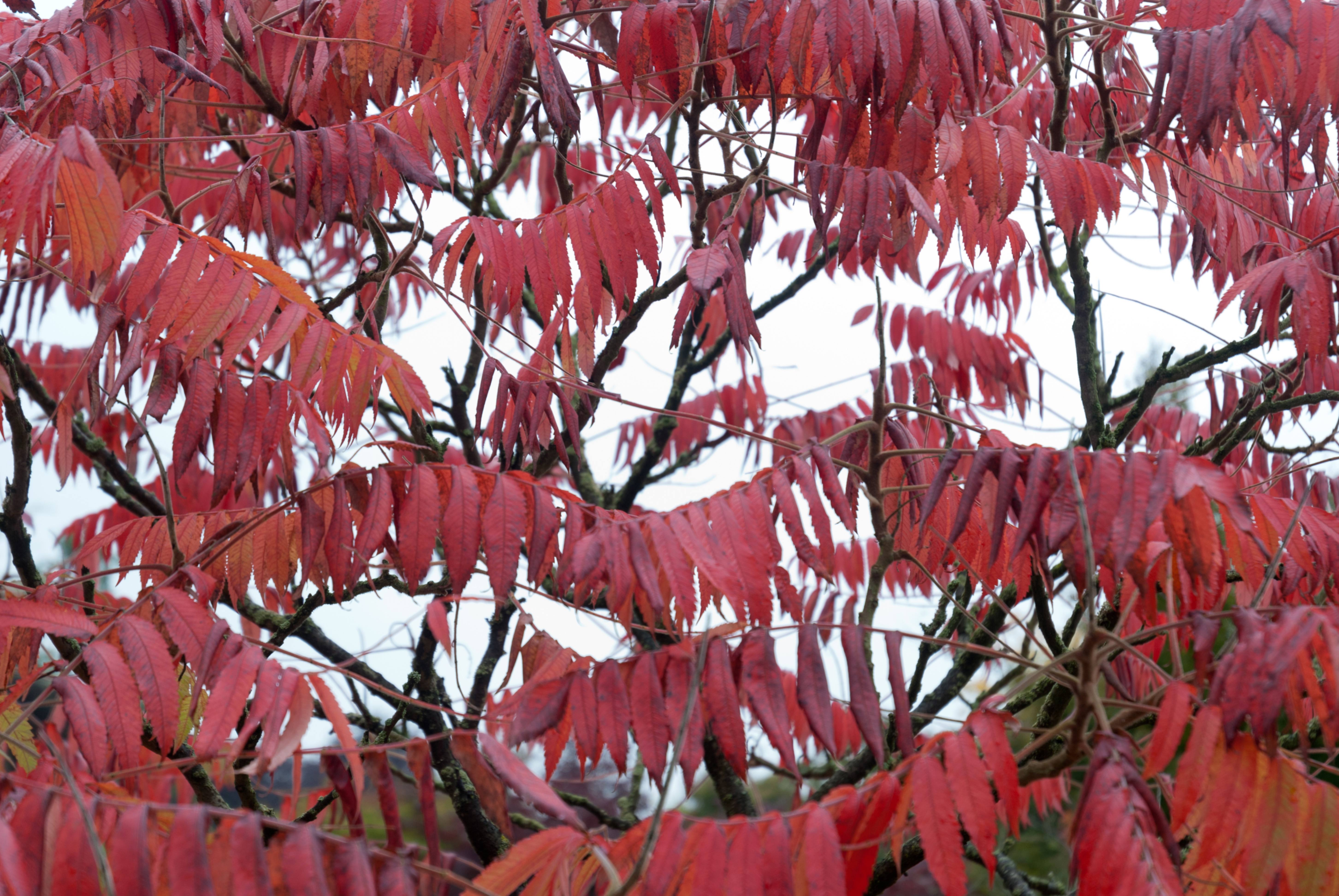 Tree with Red Leaves