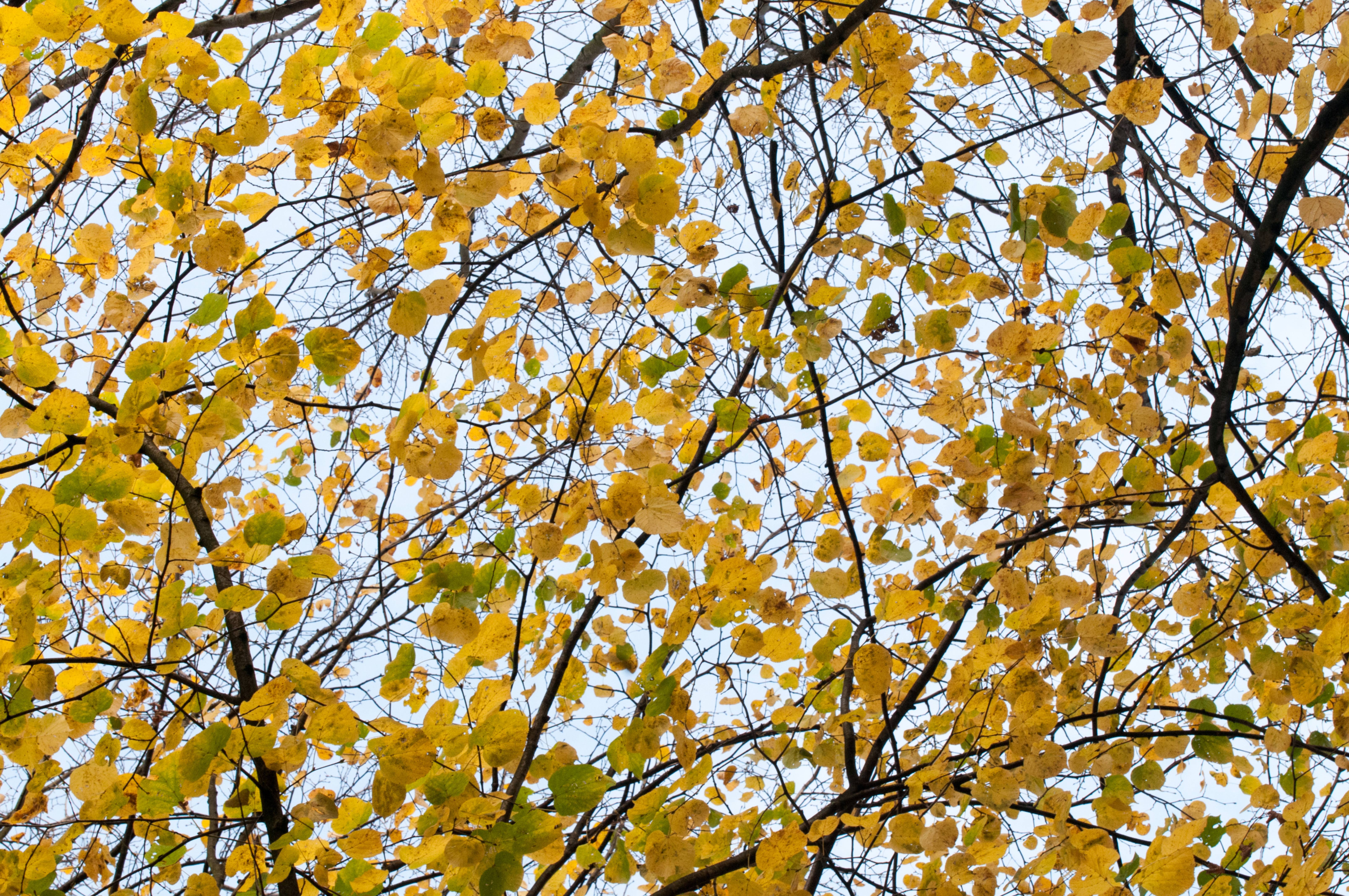 Fall Leaves sky background