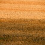 Chopped Weed Field