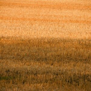 Chopped Weed Field