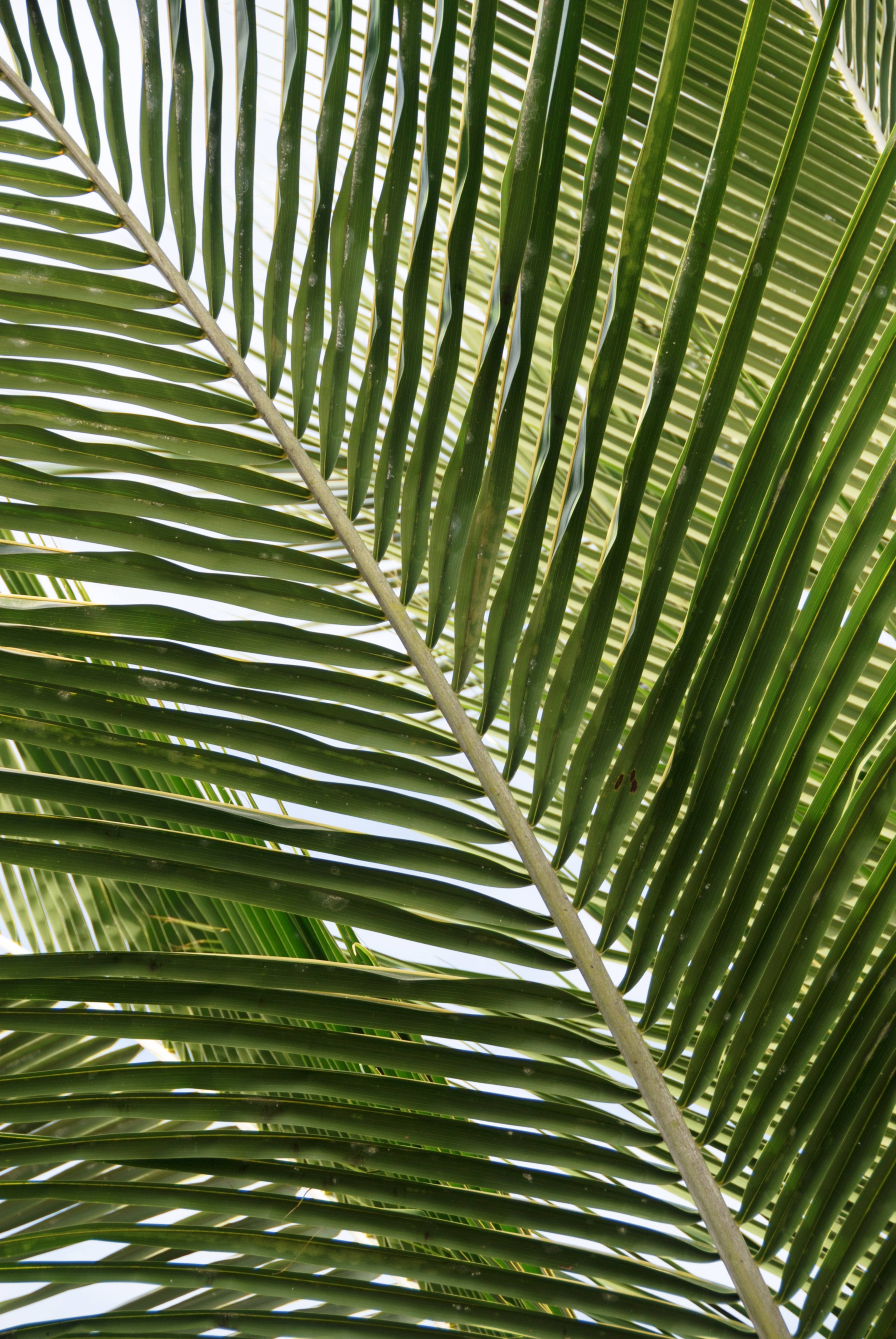 Palm Tree Leaves