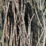 African Bush Branches