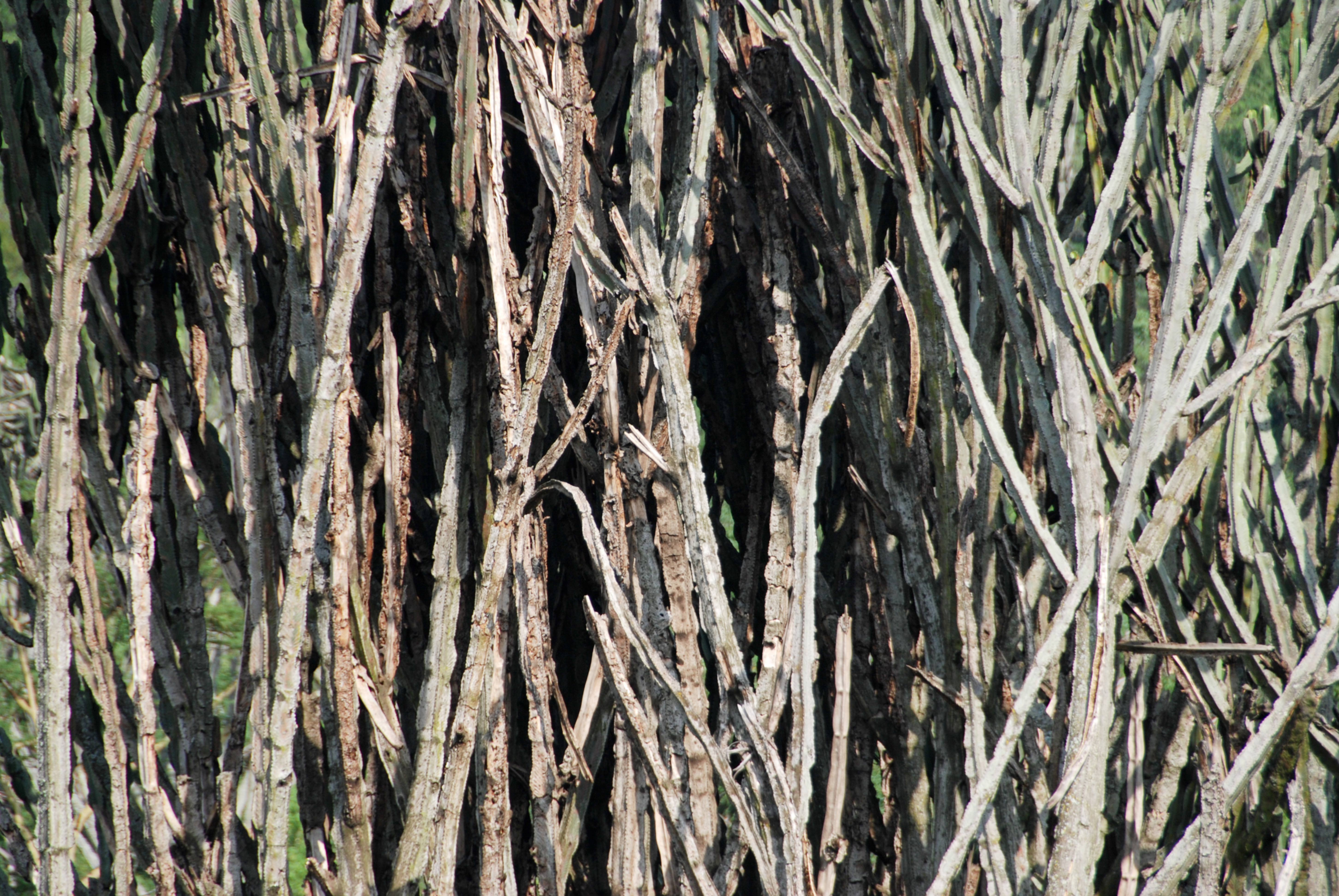African Bush Branches