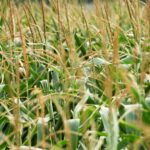 Wheat Field Close-up