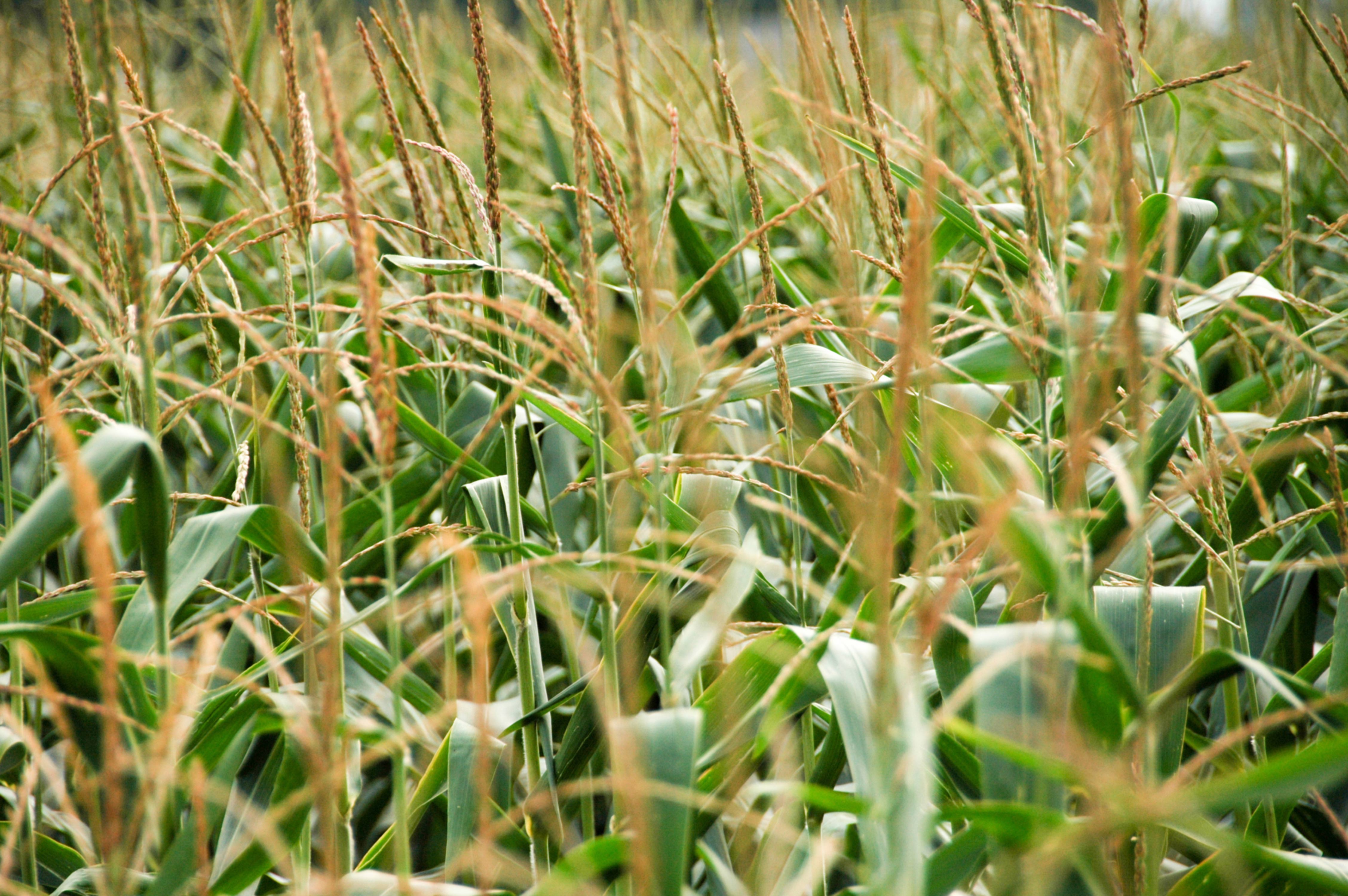 Wheat Field Close-up