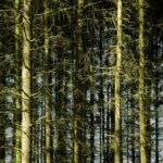 Pine tree forest background