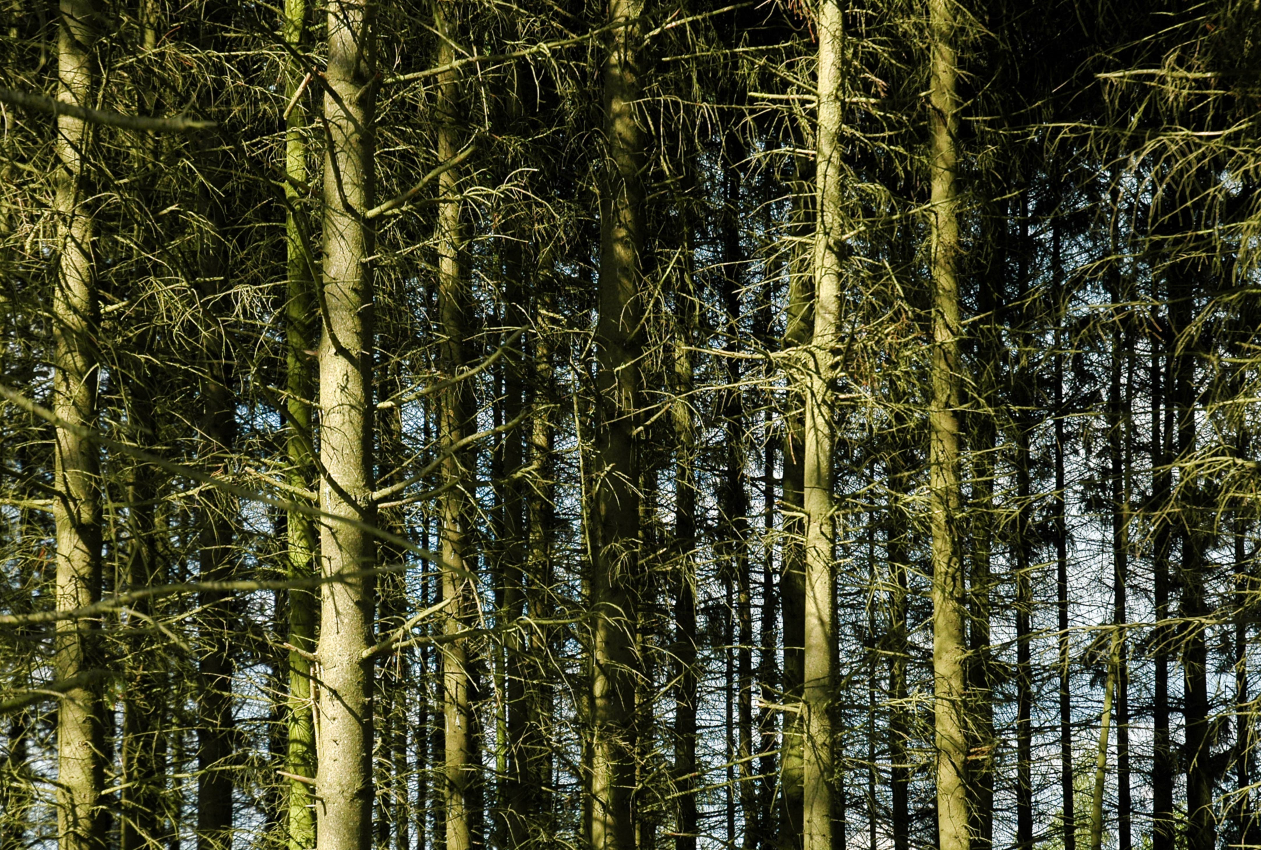 Pine tree forest background