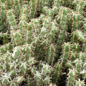 Small Green Cactus