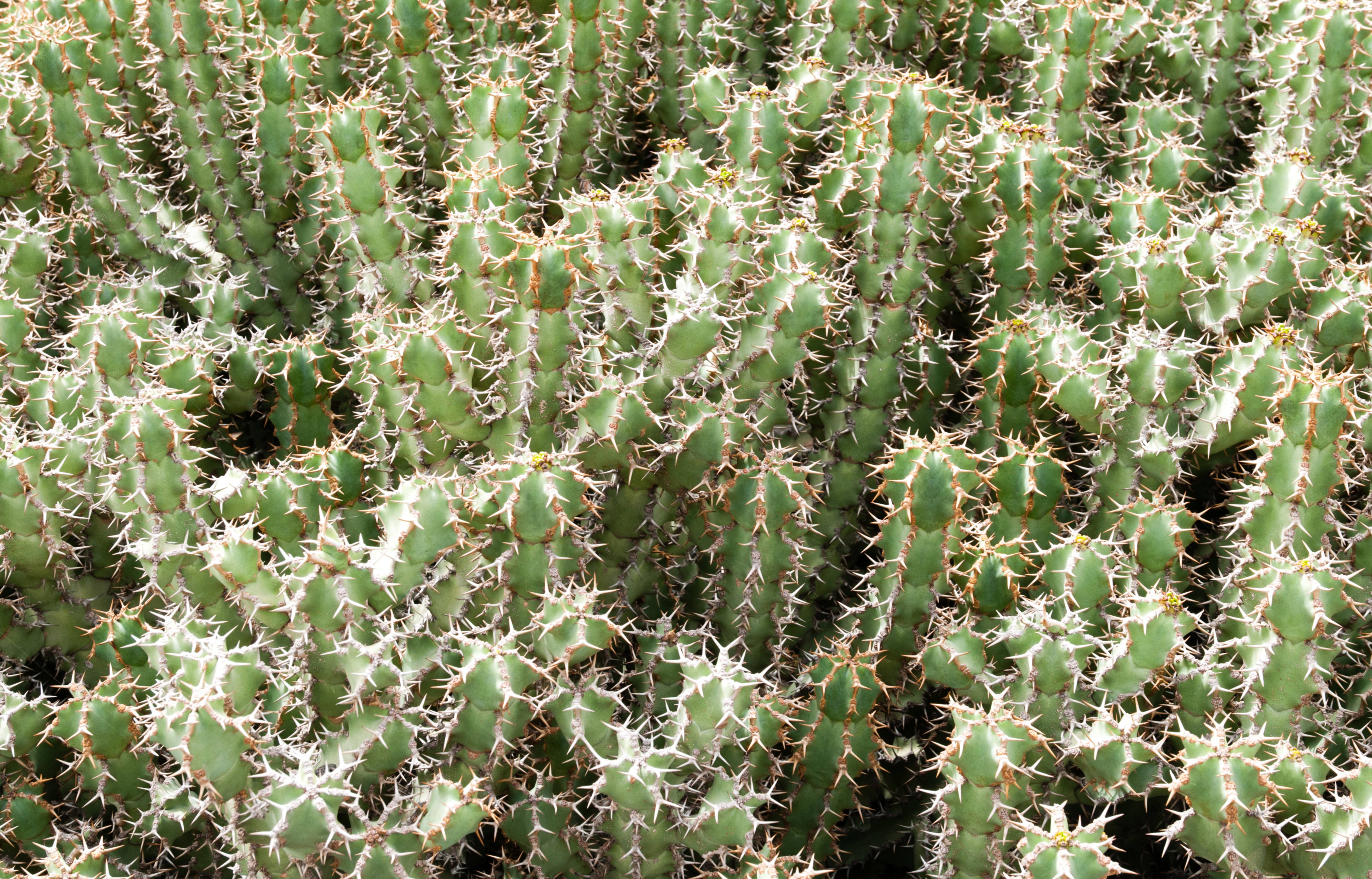 Small Green Cactus