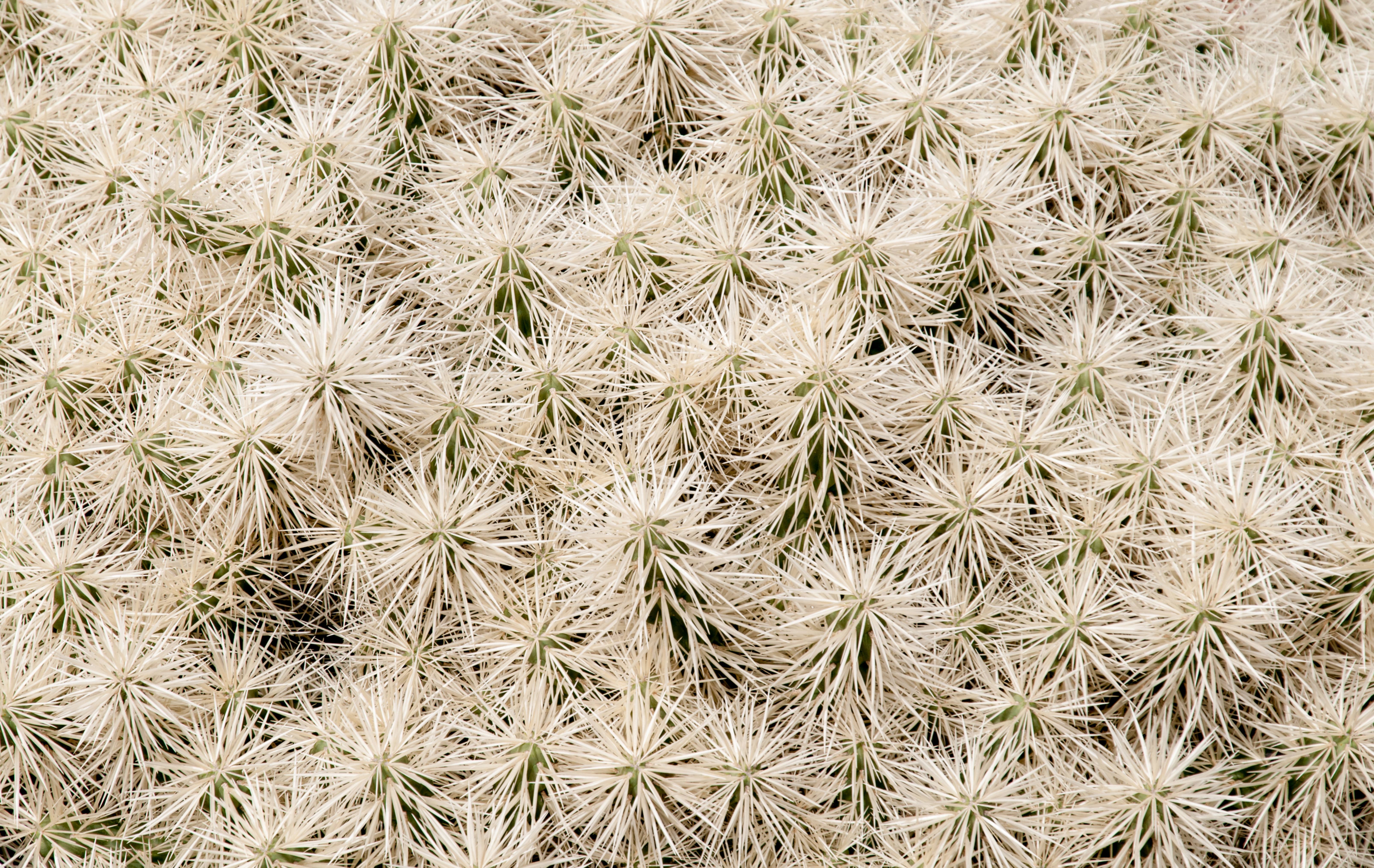 White cactus group background