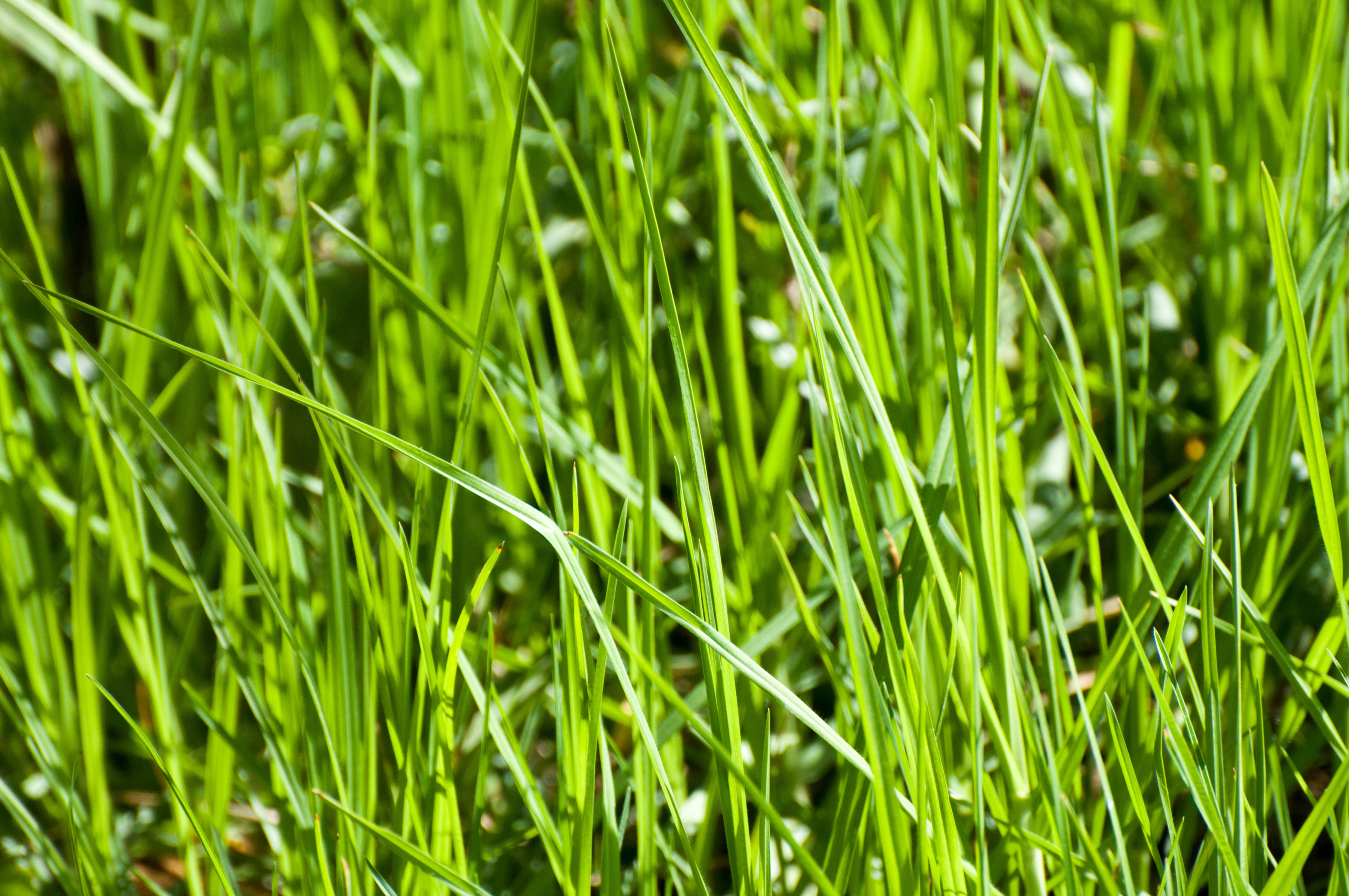 Long Strands of Grass