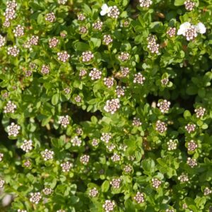 Small Flower Bushes