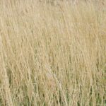 Water reed background