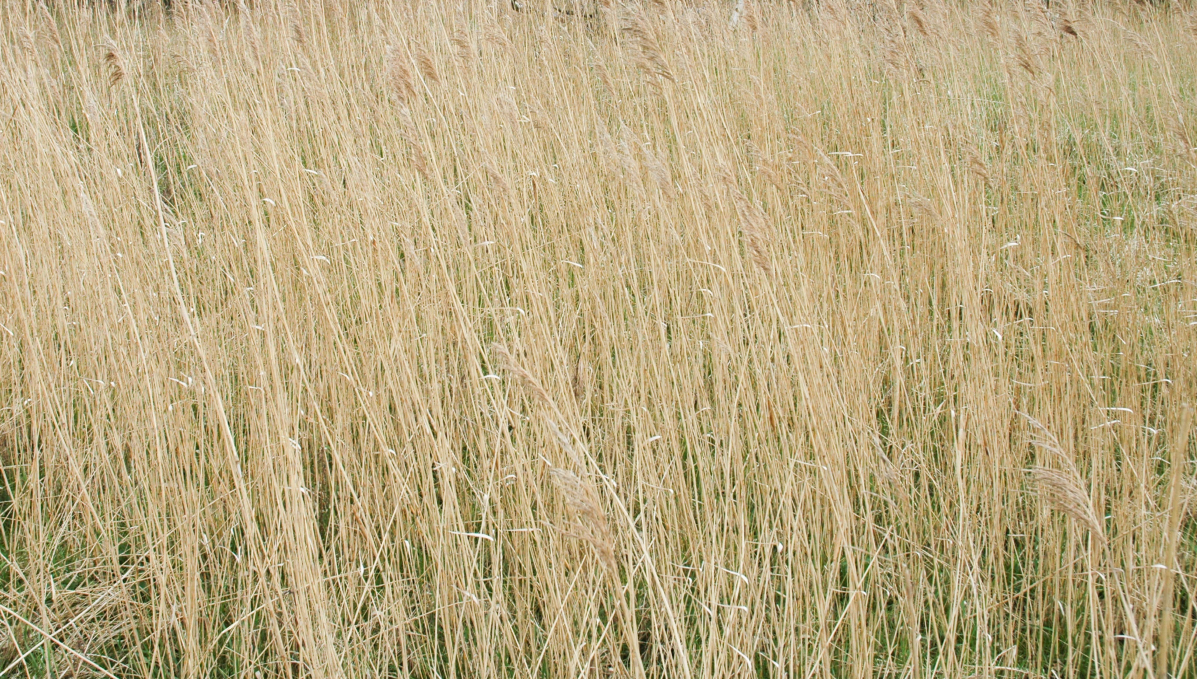 Water reed background