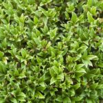 Green Bush Background