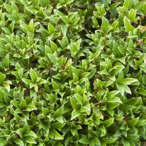 Green Bush Background