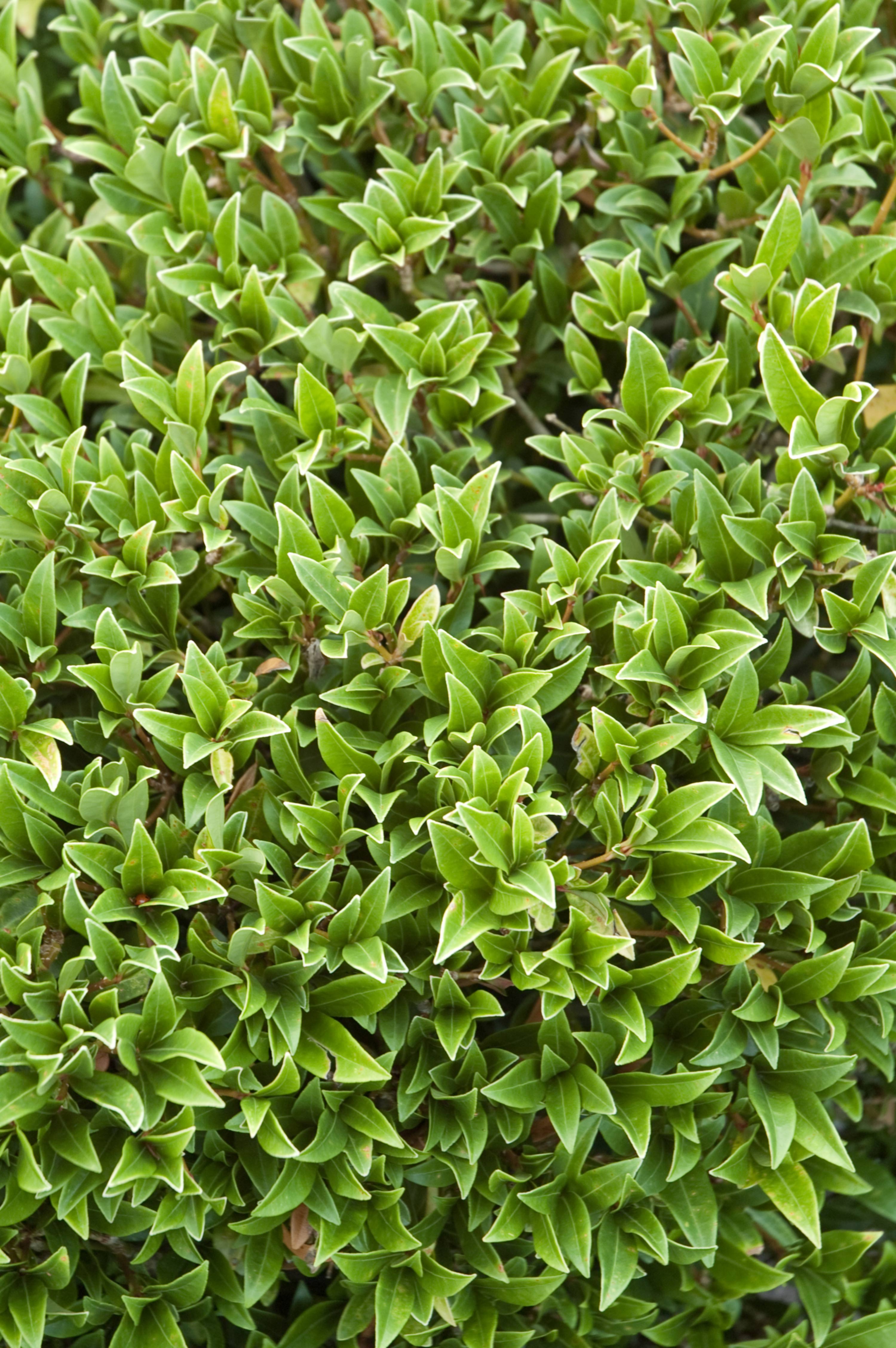 Green bush background