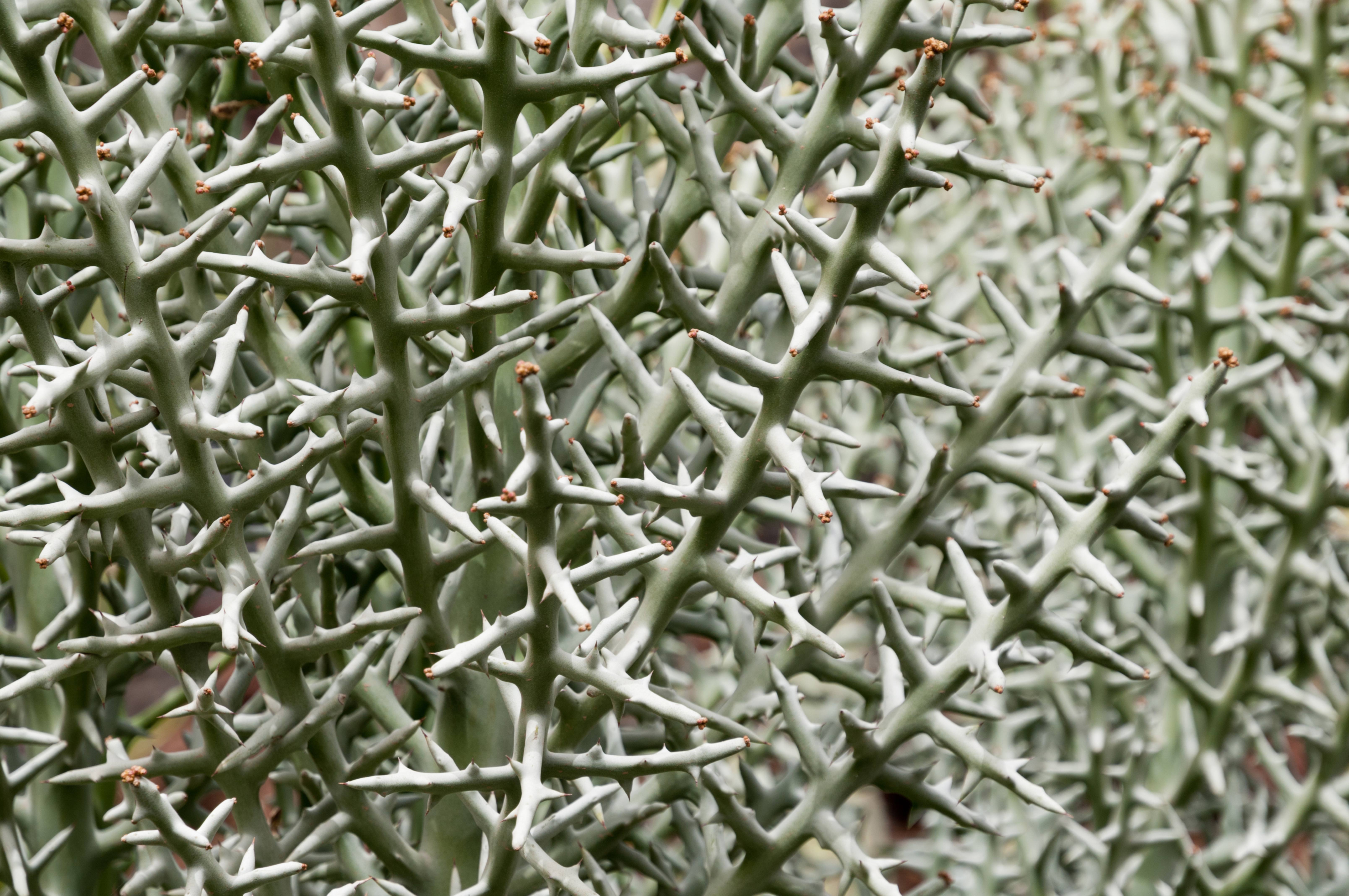 Lanzarote cactus bush