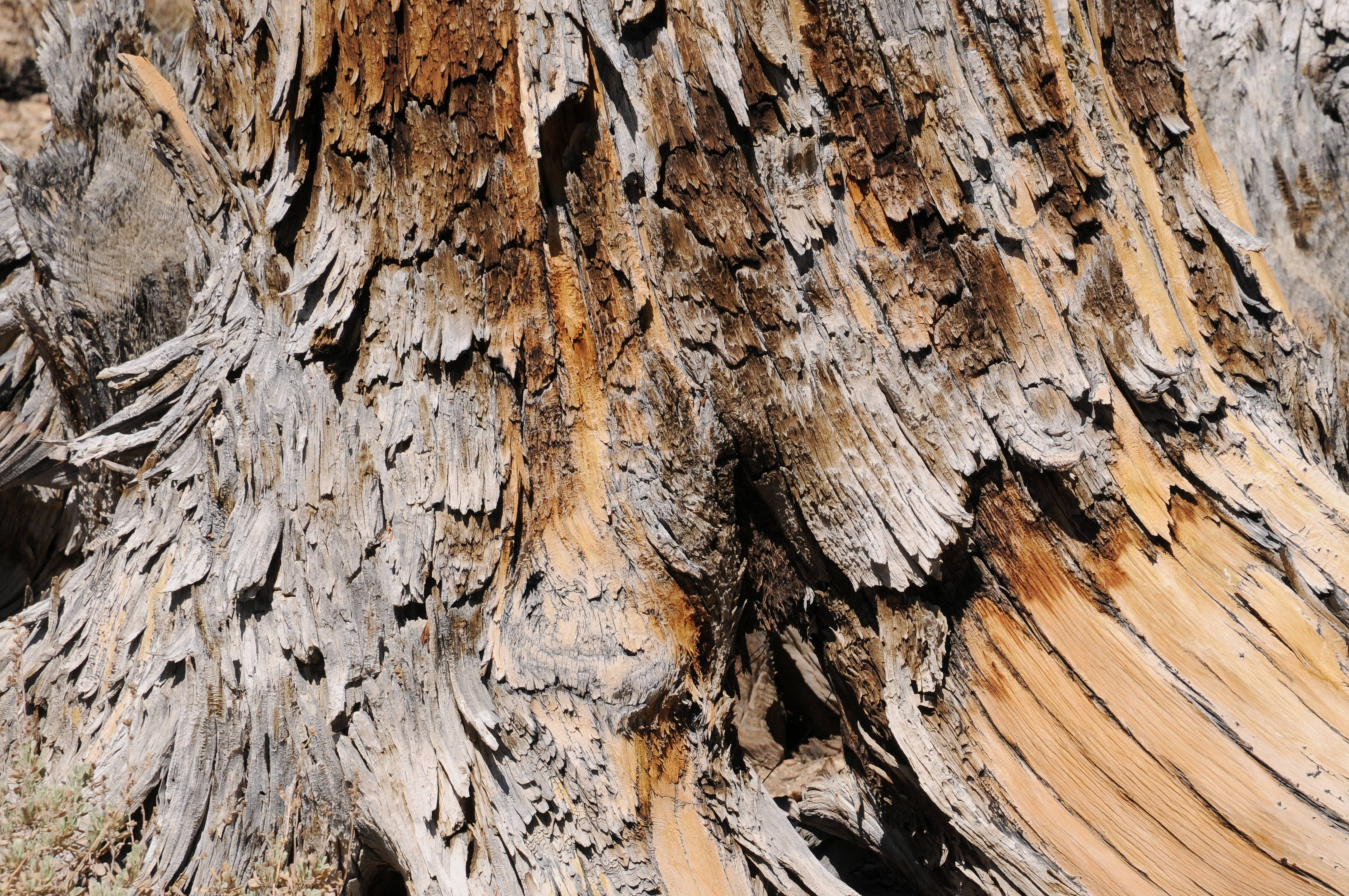 Ancient Bristlecone pine tree branch