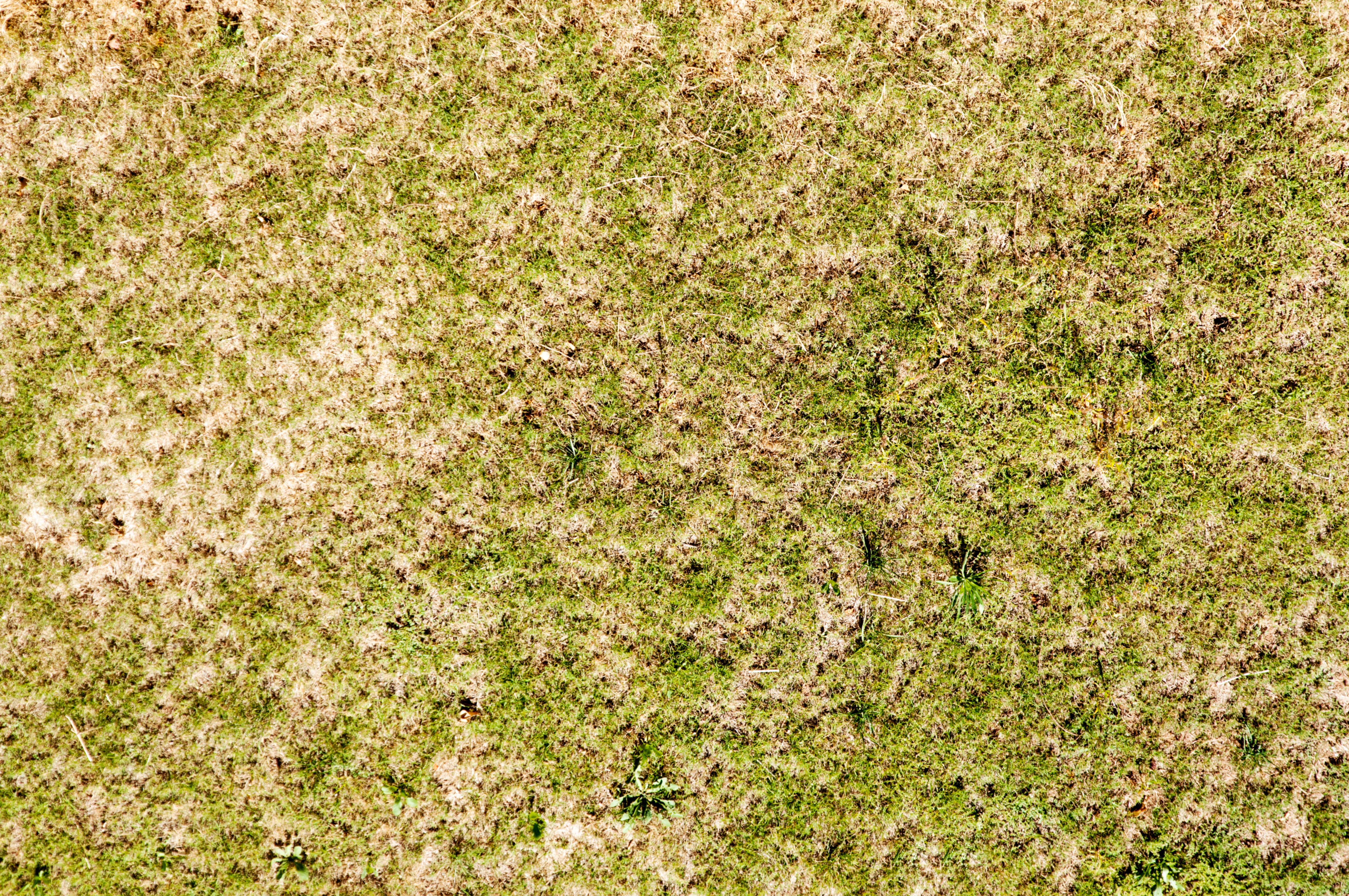 Dry green grass background